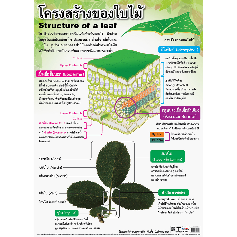 Structure of a Leaf Educational Posters No.133