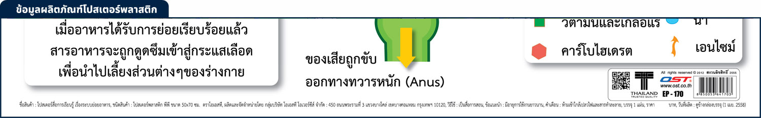 สคบ.โปสเตอร์การศึกษา ระบบย่อยอาหาร Digestive System EP-170