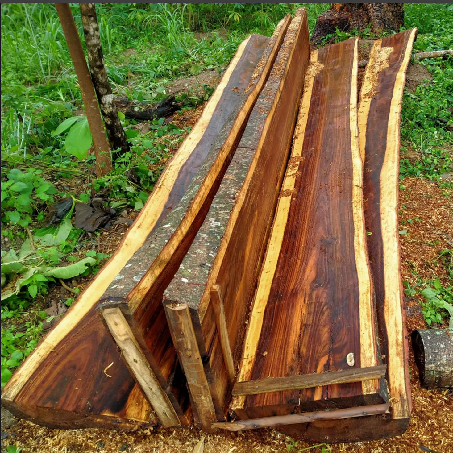 เมล็ดพันธุ์ ผักตุ๊ด,มะรุมป่า,พฤกษ์,ซึก,อีซึก หรือ จามจุรีทอง