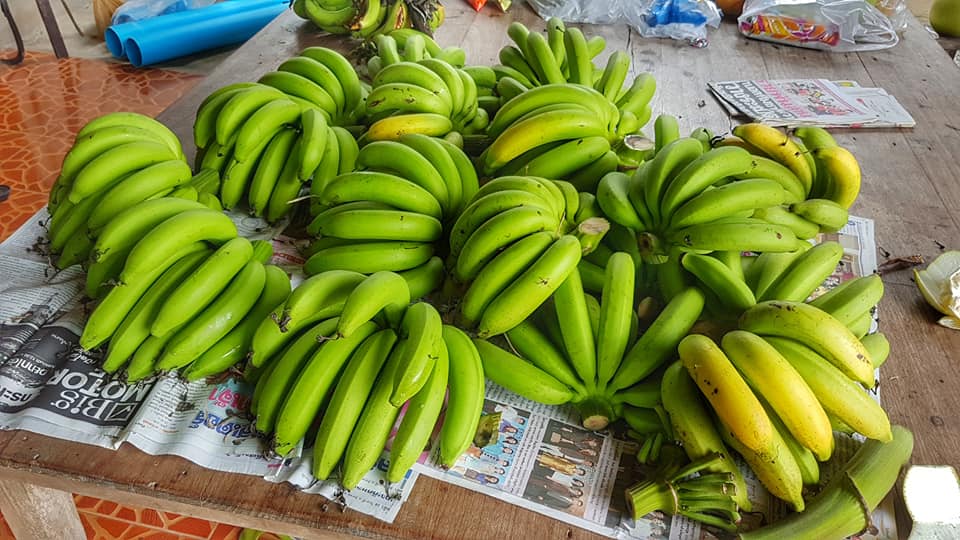 หน่อกล้วยหอมทอง 5 หน่อ ส่งฟรีทั่วไทย