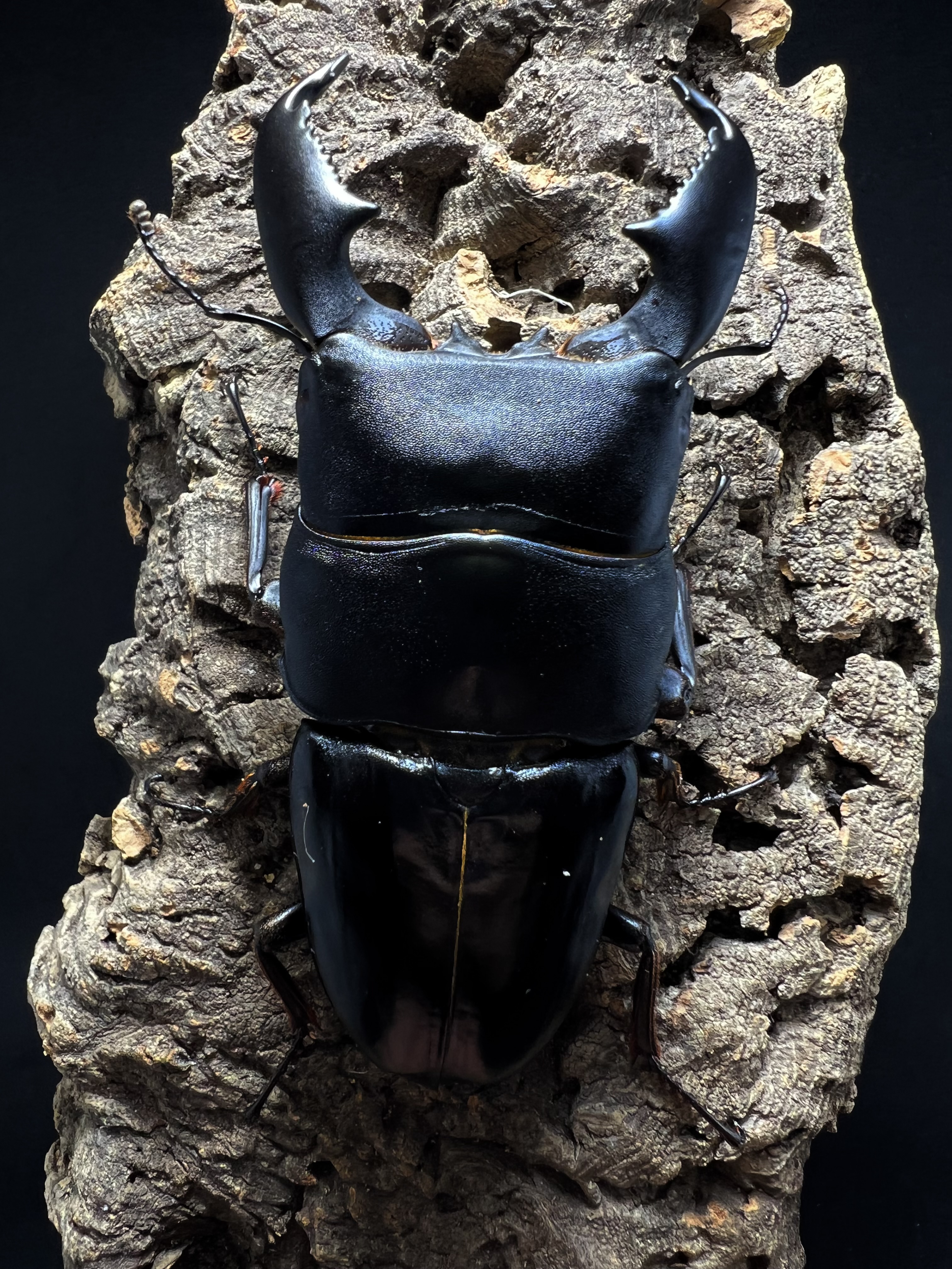 Dorcus titanus yasuokai 96mm.