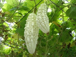 เมล็ดพันธุ์ มะระจีนสีขาว (โครงการหลวง)