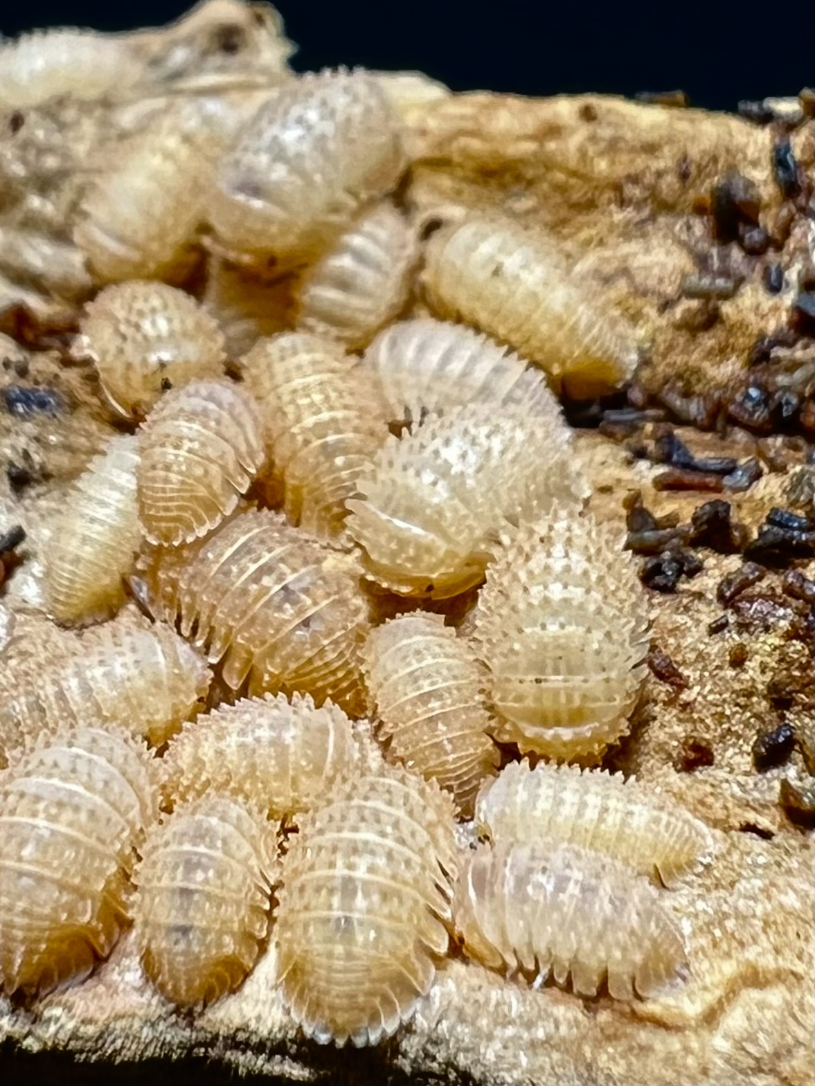 Cristarmadillidium muricatum set 5 each