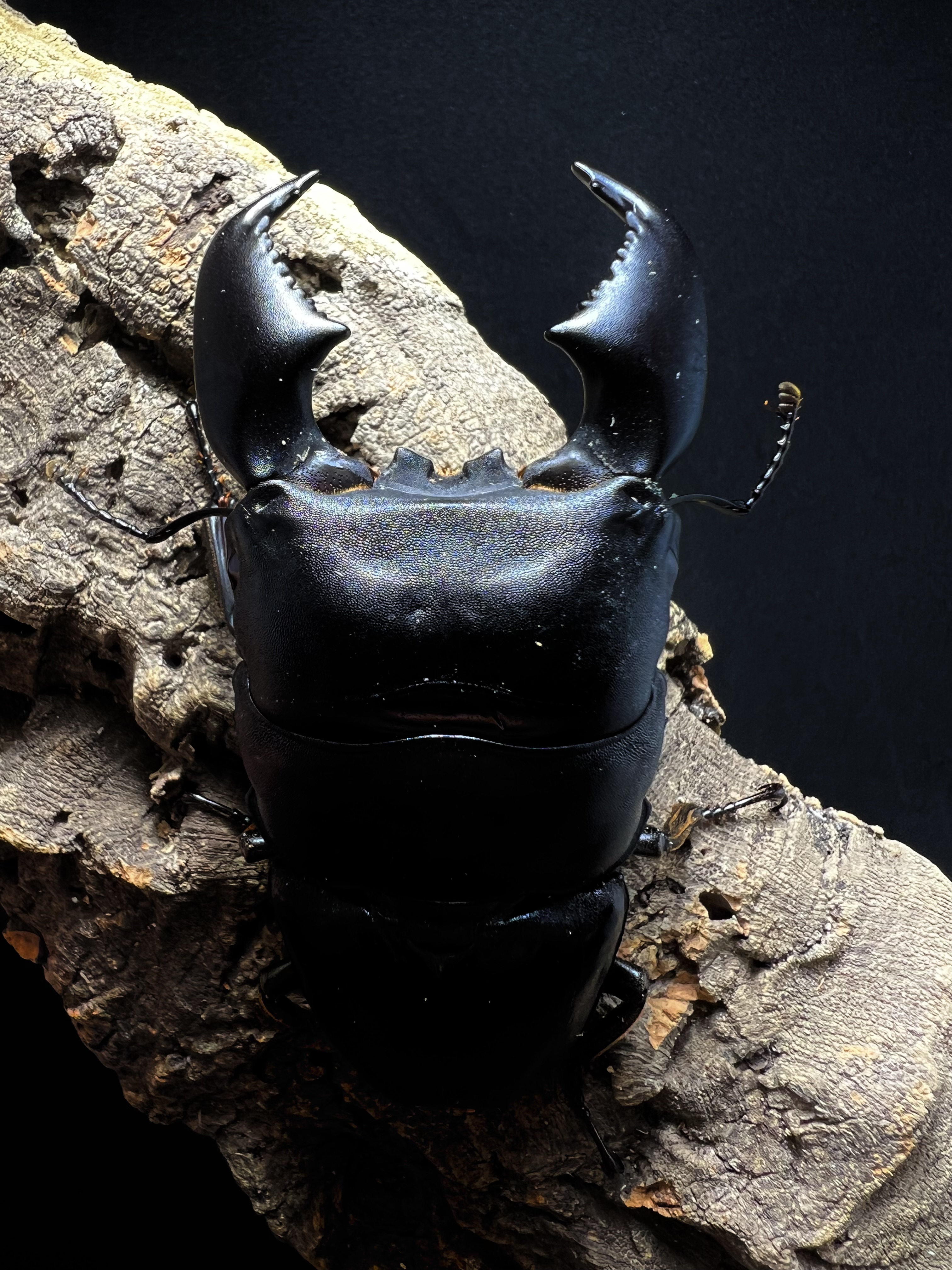 Dorcus titanus yasuokai 91mm.