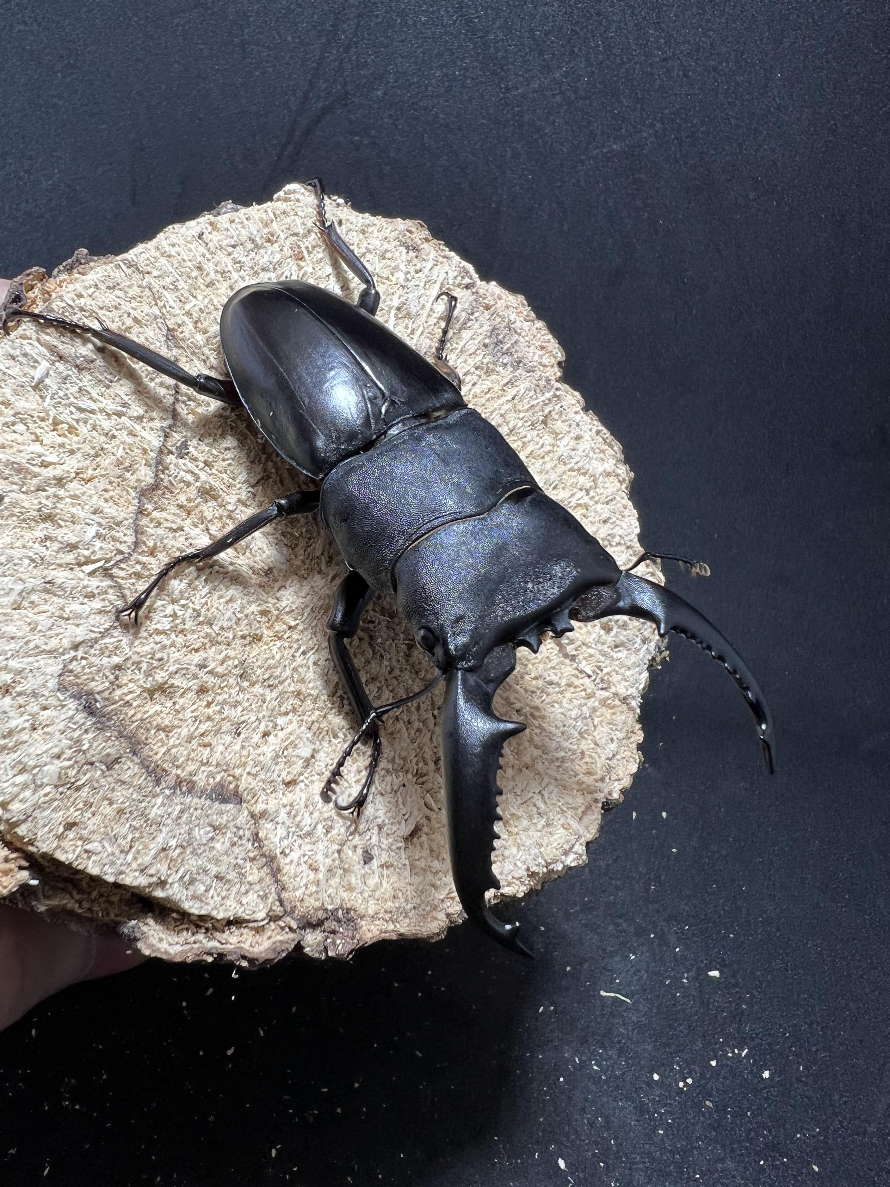 Dorcus titanus palawanicus 83 mm.