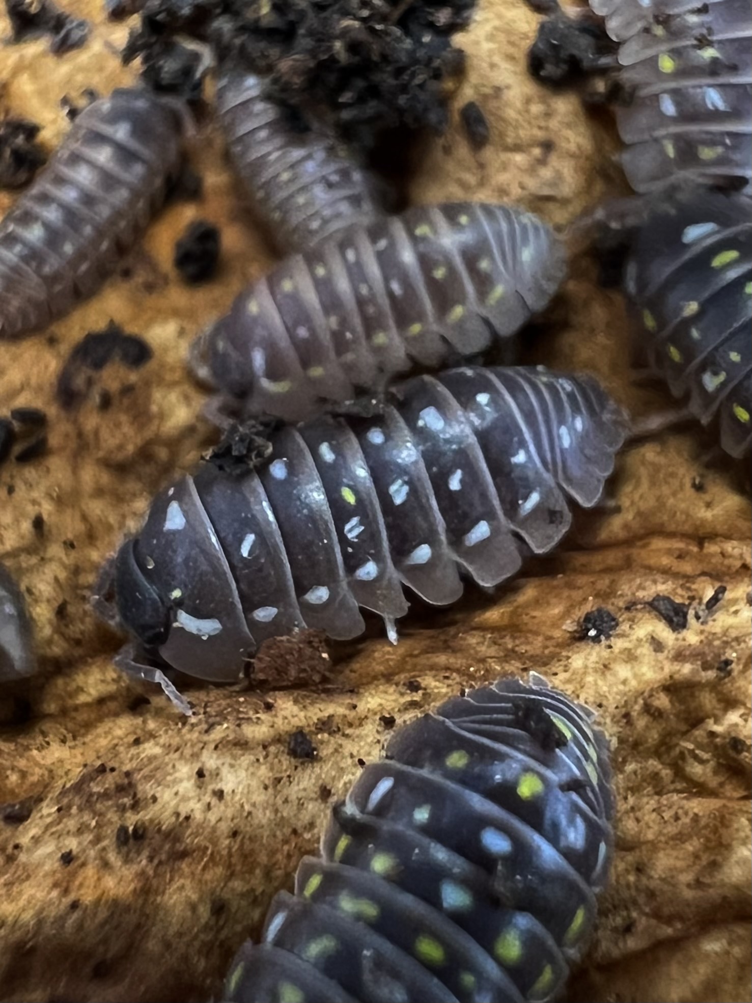 Armadillidium frontetriangulum set 5 each
