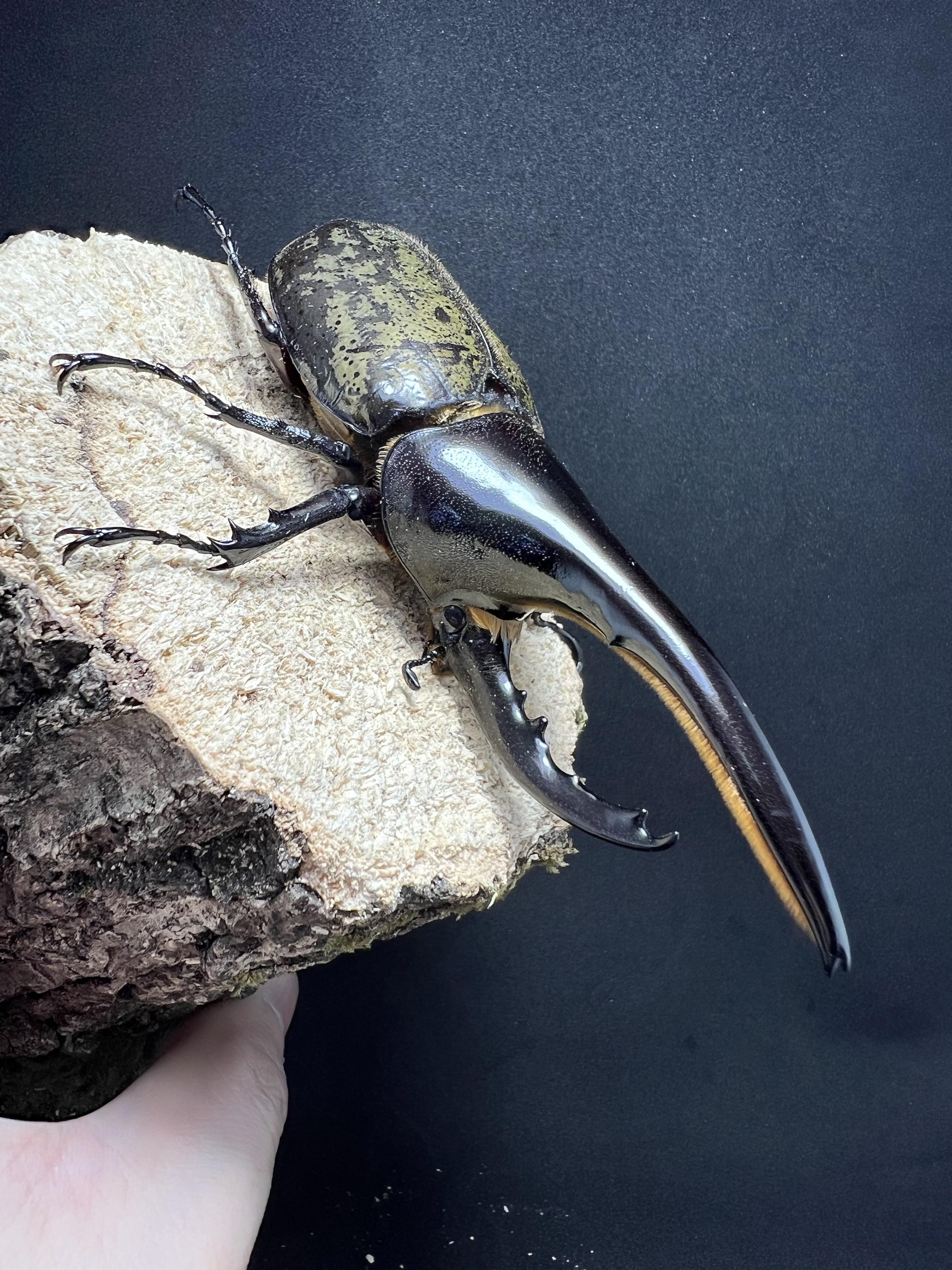 Dynastes hercules hercules 119 mm.