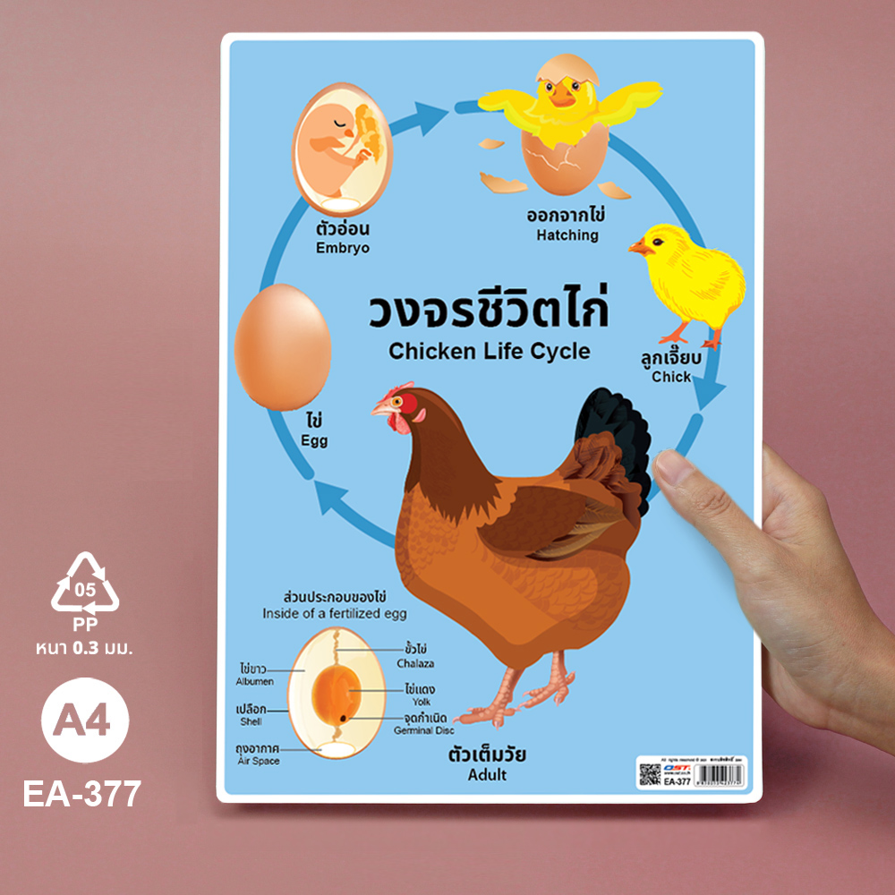 โปสเตอร์ความรู้ ชุดวงจรชีวิตสัตว์ ขนาดA4 EA-377 ไก่