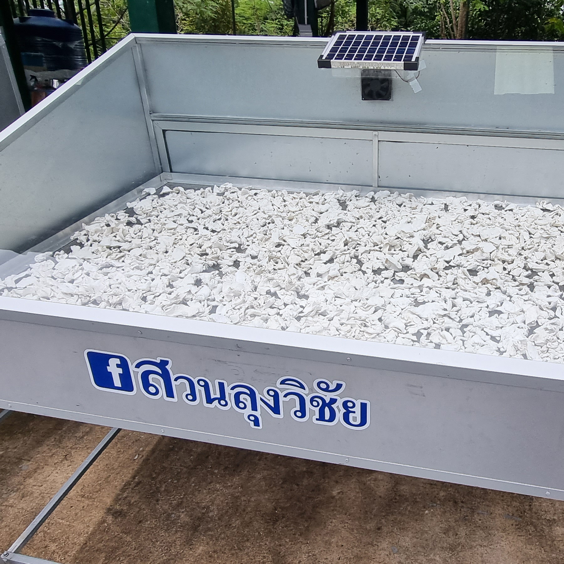 กลอยข้าวเหนียว กลอยแห้ง แผ่นใหญ่ เก็บได้นาน สำหรับนึ่งทานและเมนูอื่นๆ กลอยข้าวเหนียว ขนาด 250 กรัม