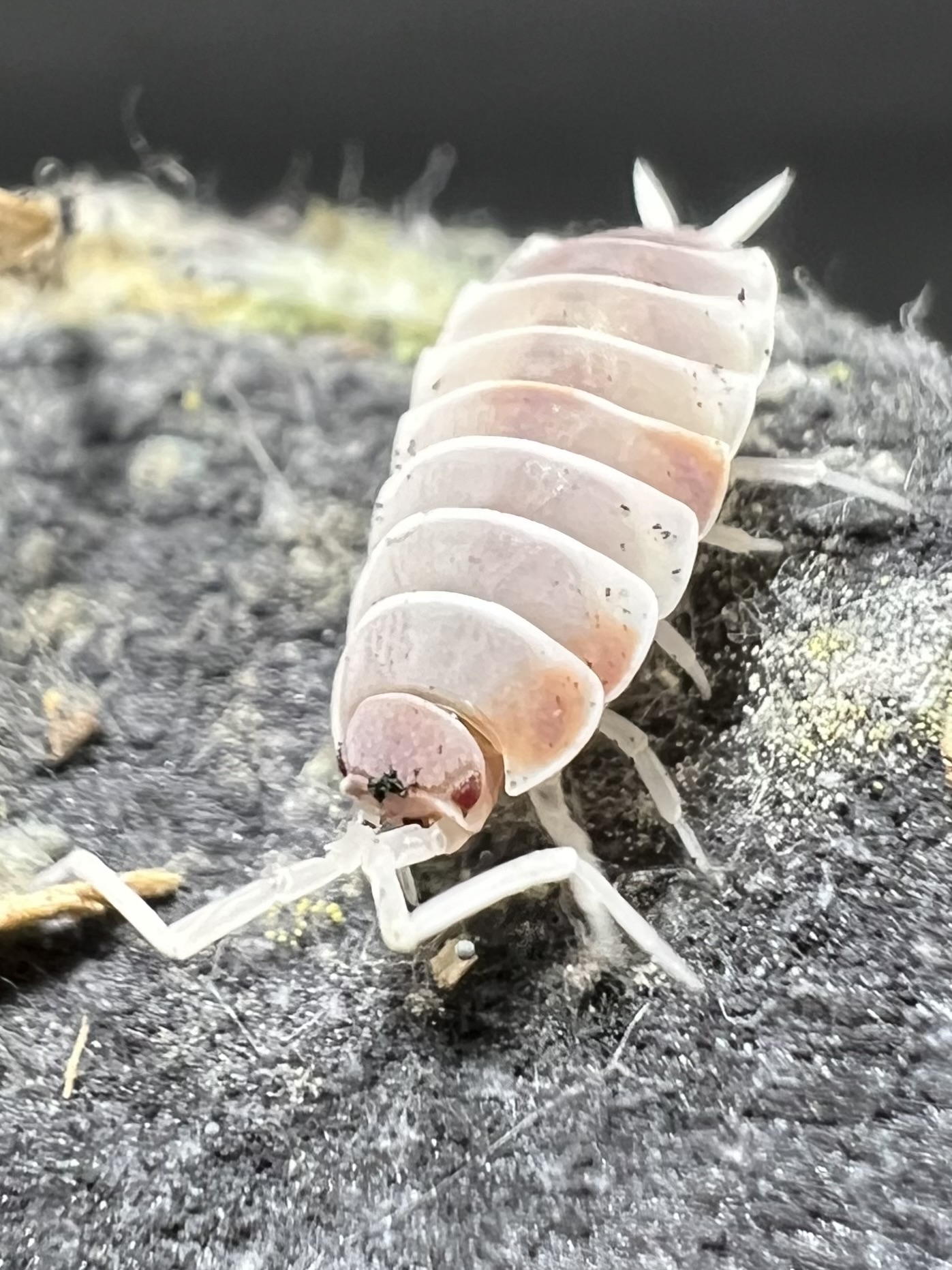 Porcellionides pruinosus "Orange dalmatian“ 5 each
