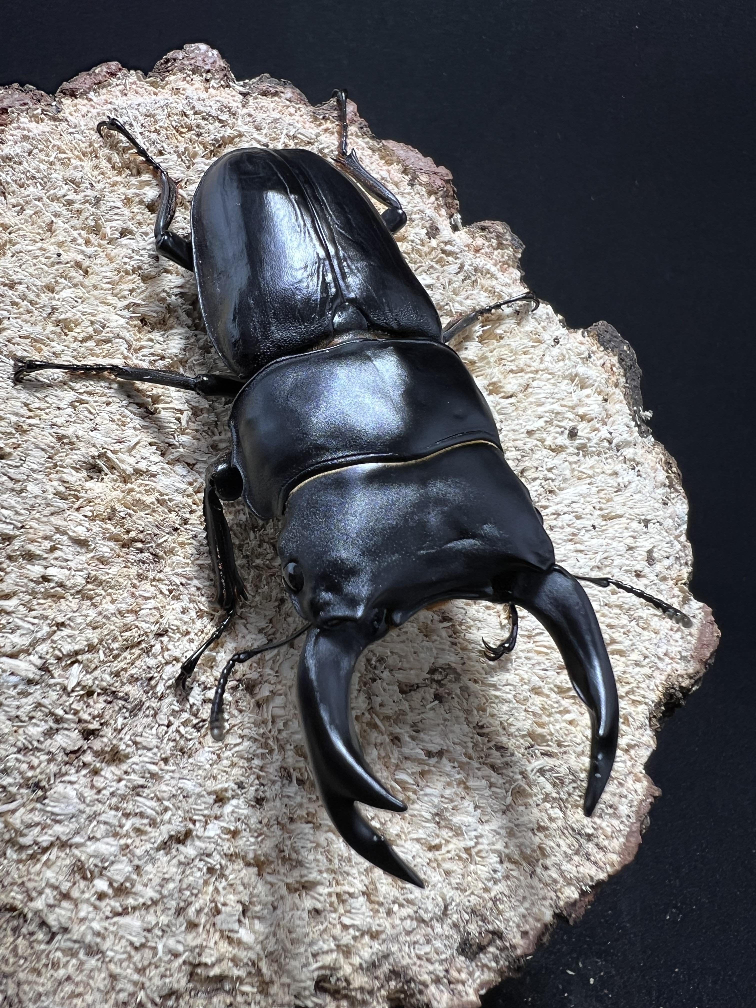 Dorcus hopei binodulosus 76mm.