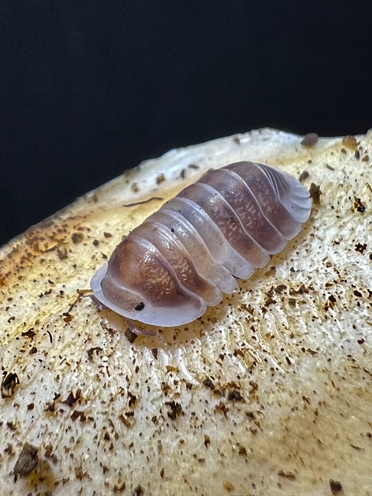 Cubaris sp. cappuccino 5 each