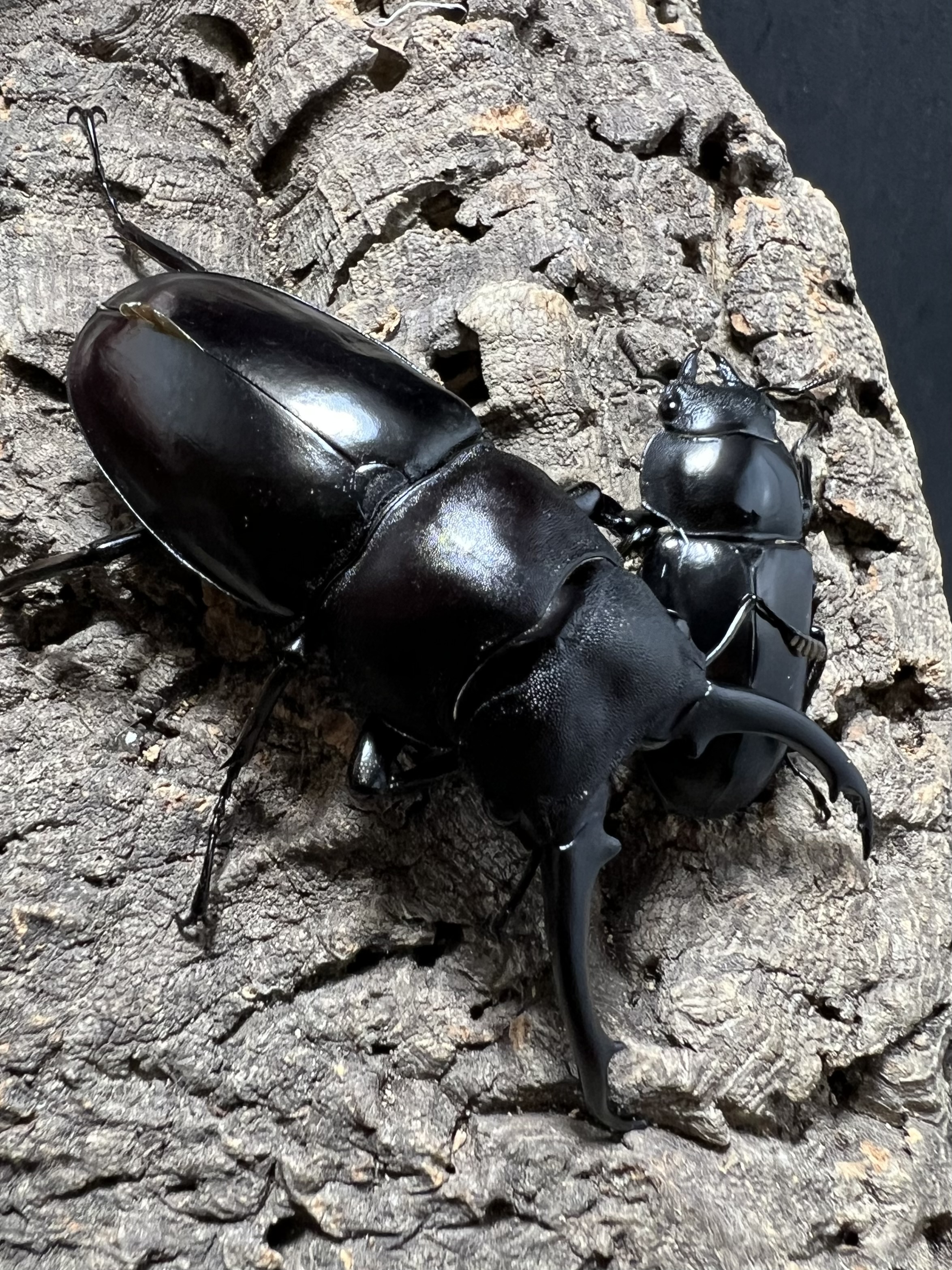 Hexarthrius vitalisi 71mm. Pair