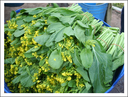 ผักกาดกวางตุ้งดอก(ใบเล็ก)