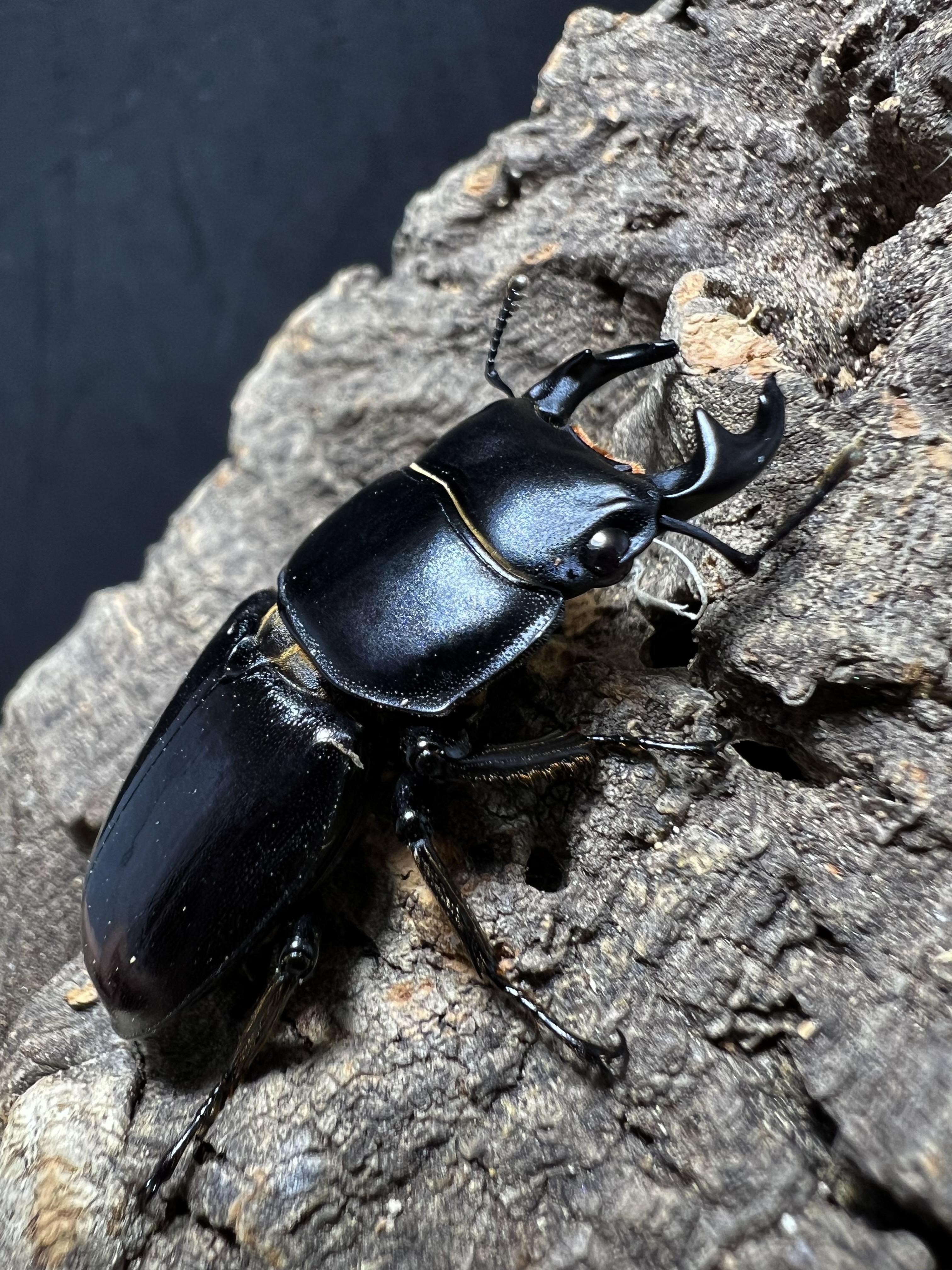 Dorcus yaksha gracilicornis 37x28mm.