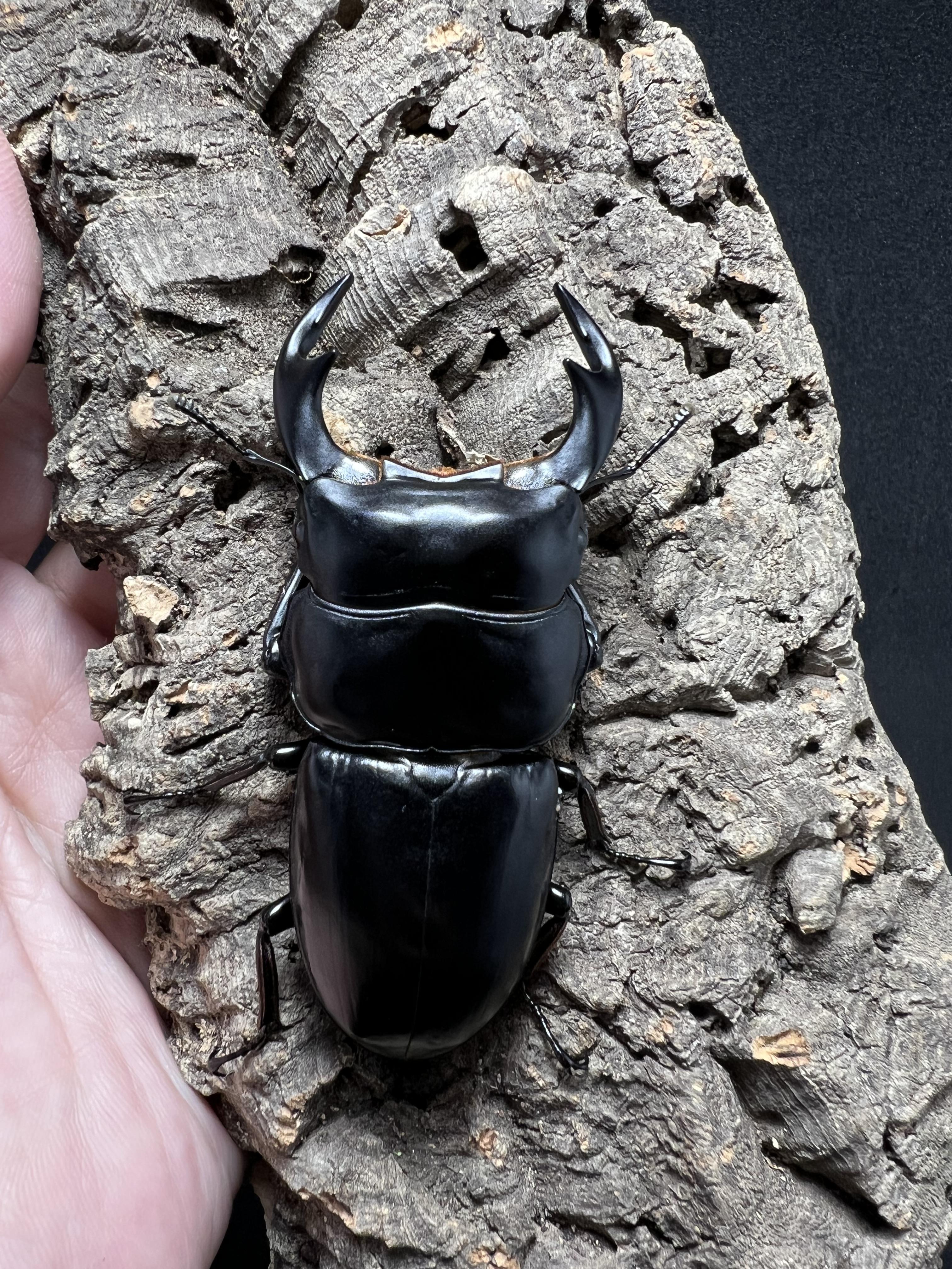 Dorcus antaeus antaeus 74mm.