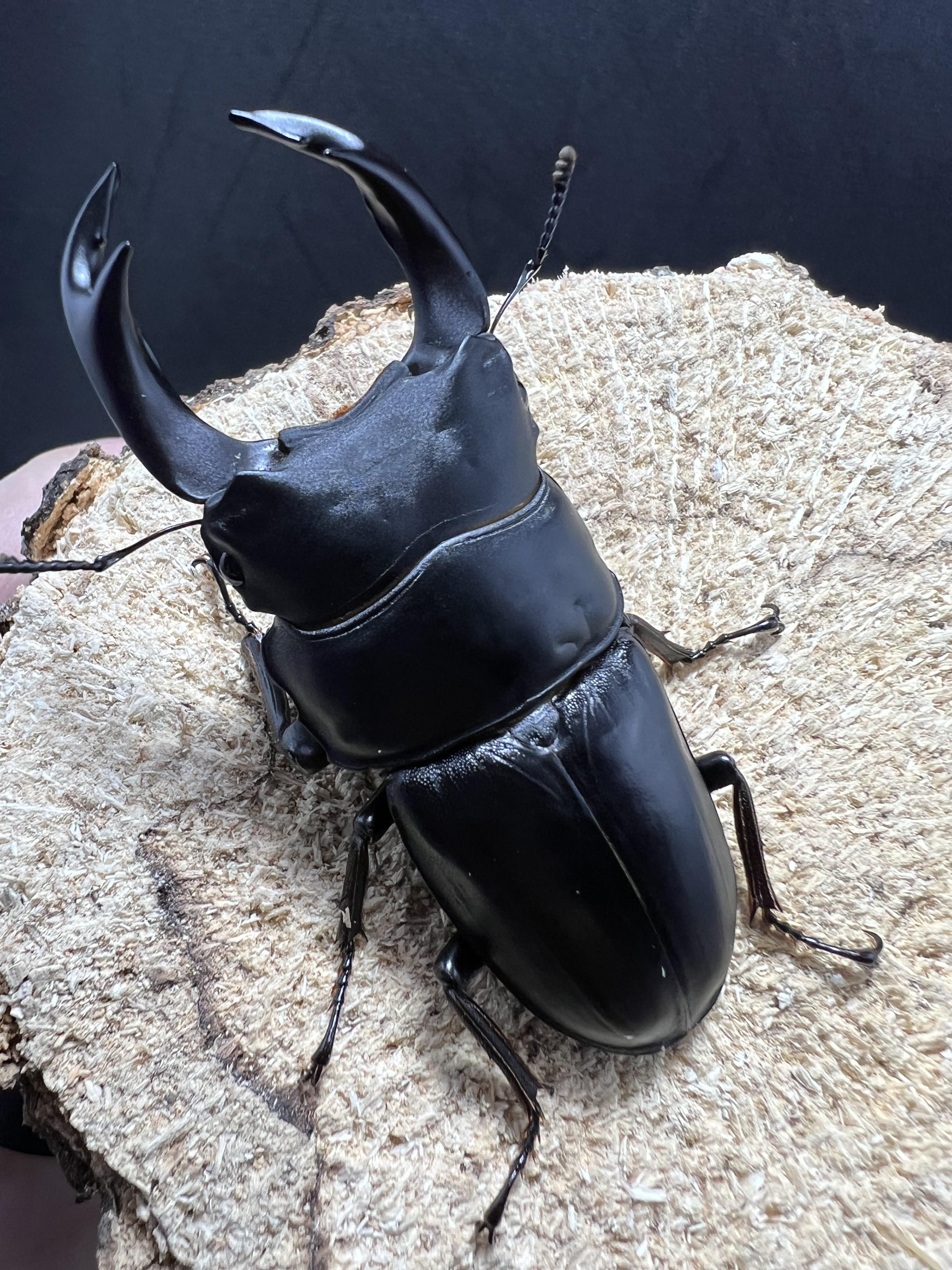 Dorcus hopei binodulosus 72mm.