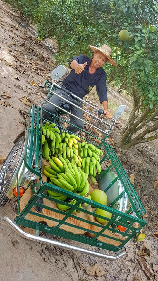 หน่อกล้วยหอมทอง 5 หน่อ ส่งฟรีทั่วไทย