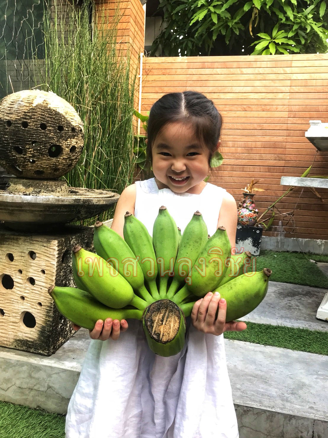 หน่อกล้วยน้ำหว้าทะลิอ่องยักษ์โบราณ 4 หน่อ ส่งฟรีทั่วไทย