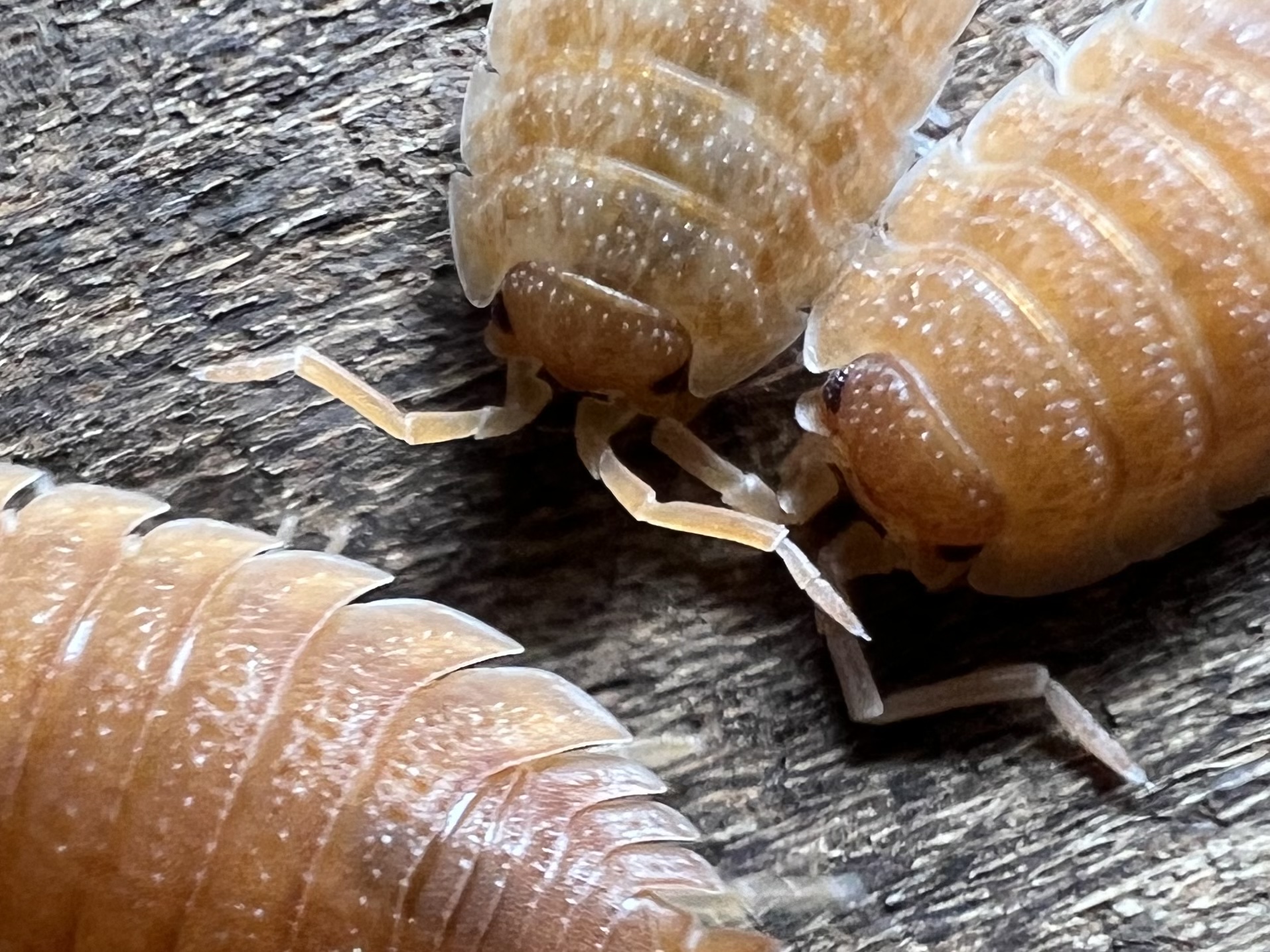 Porcellio scarber “Orange” set 10 each