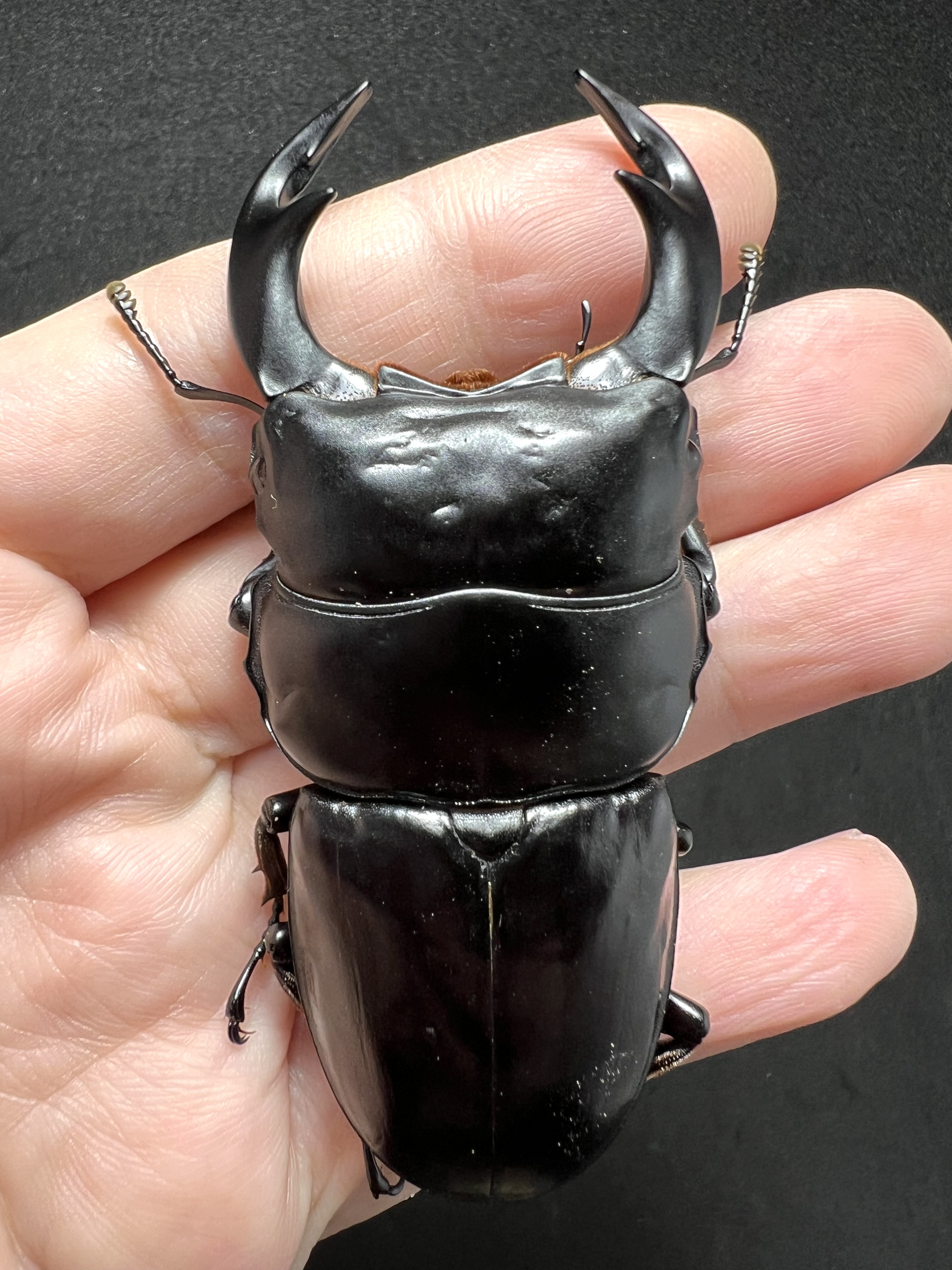 Dorcus antaeus antaeus 80 mm.