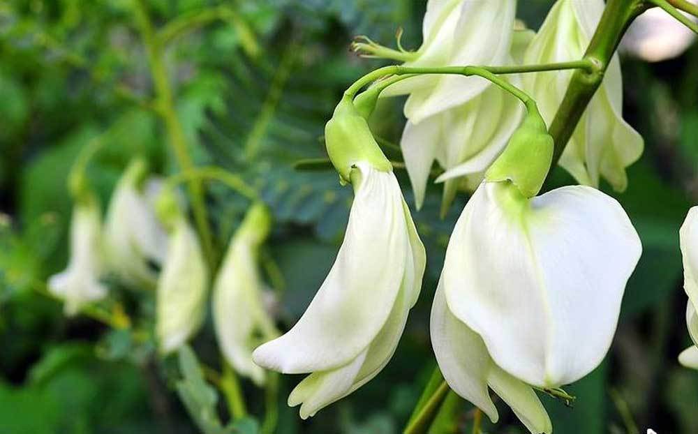 เมล็ดพันธุ์ แคขาว ต้นเตี้ย