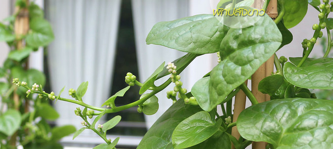 เมล็ดพันธุ์ ผักปลังขาว