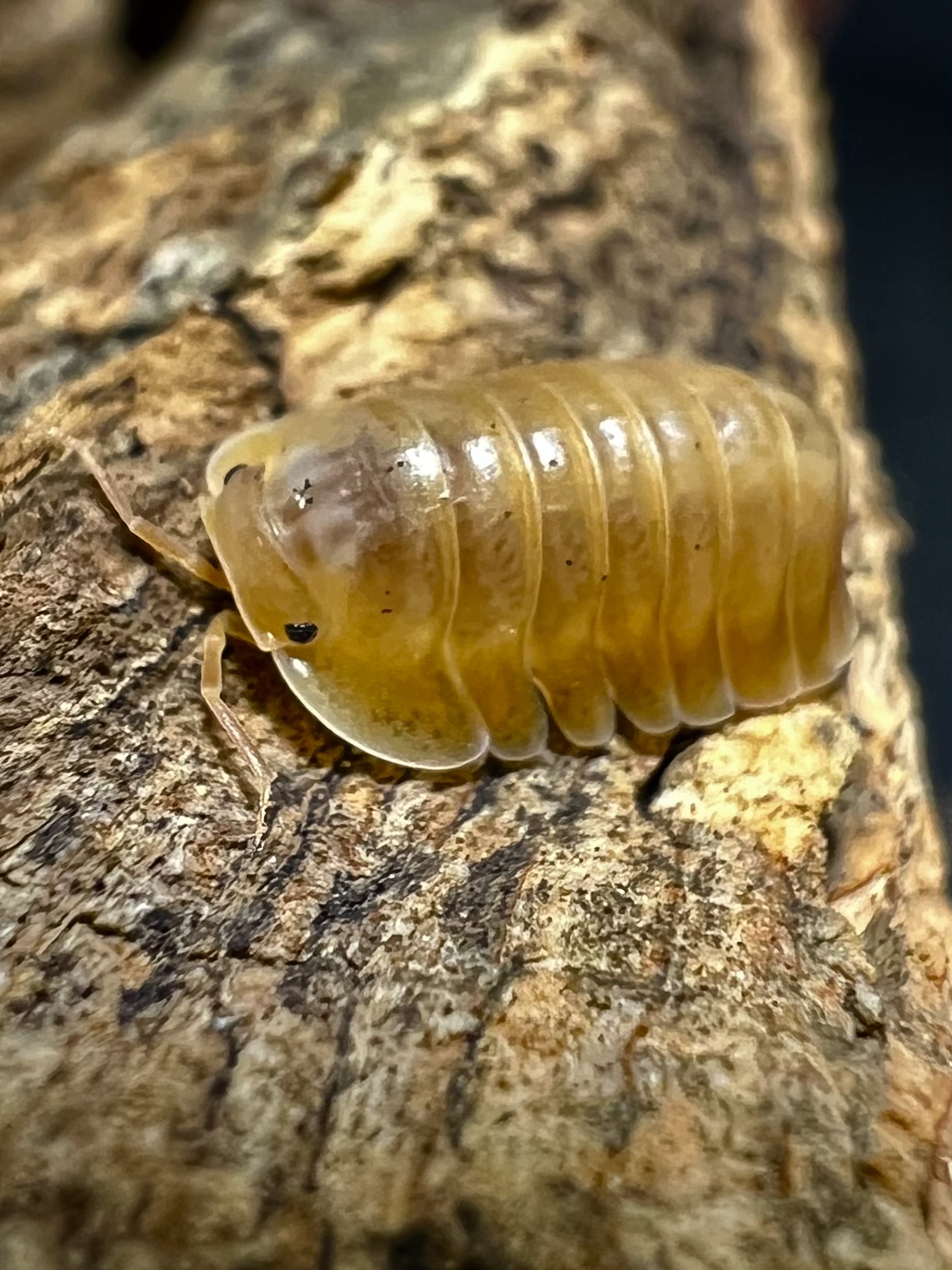 Cubaris sp. orange freezy 5 each