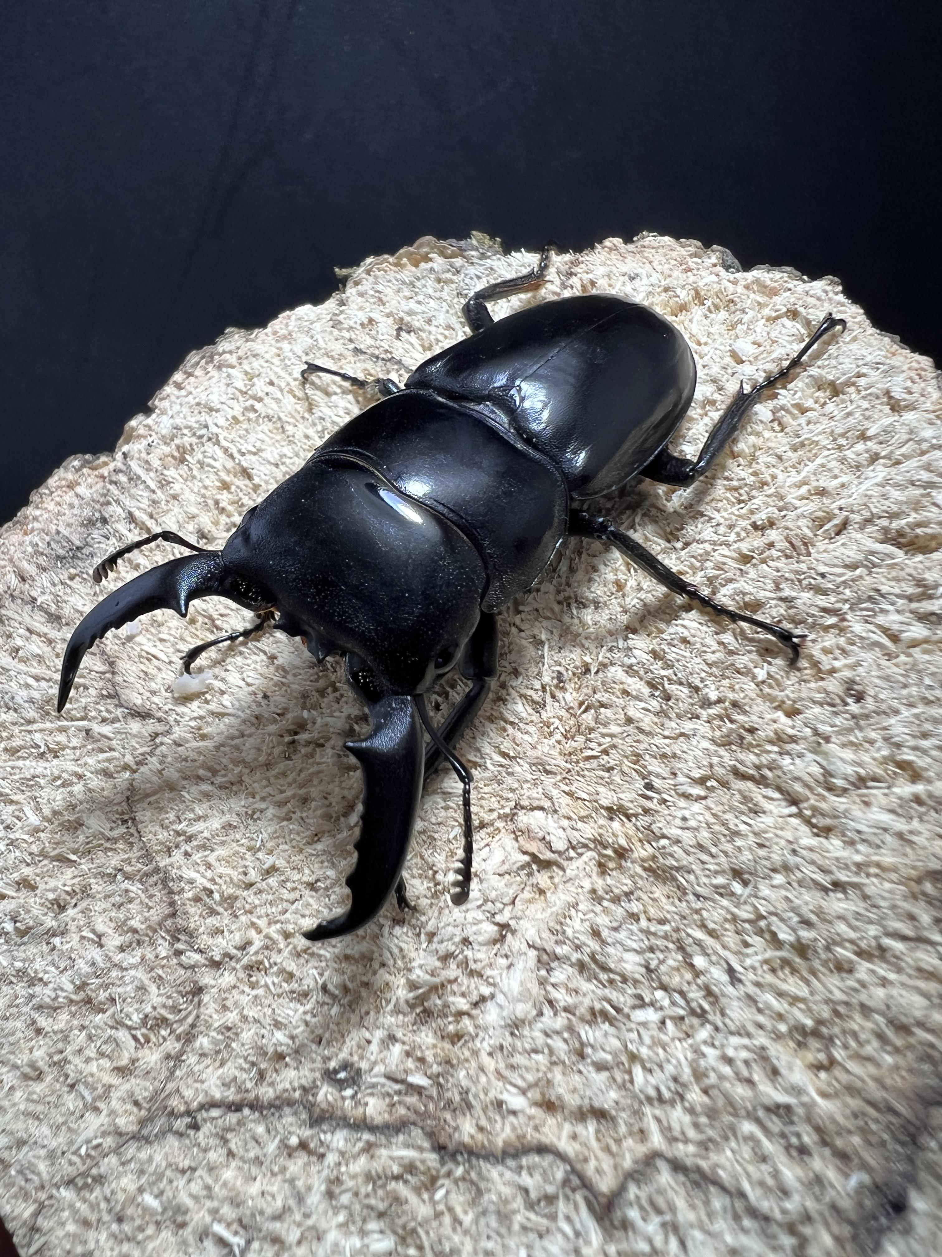Dorcus titanus palawanicus 60mm.