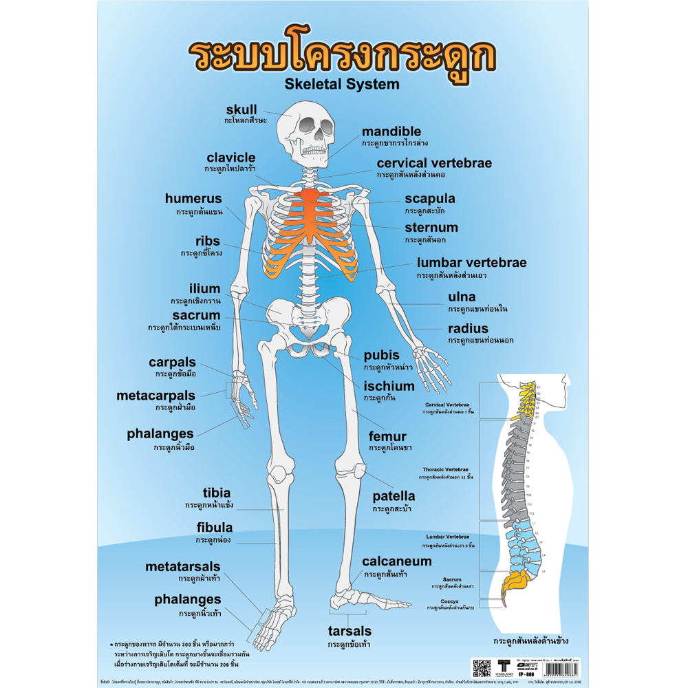 Human Skeletal System Educational Posters No.088