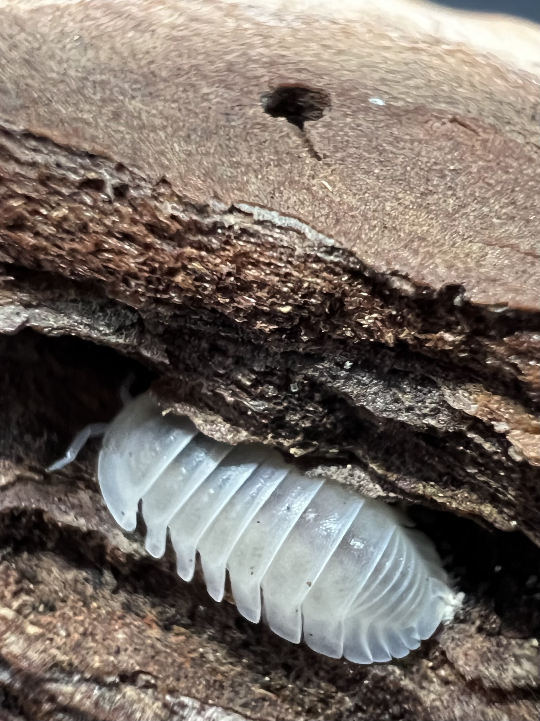 Cubaris sp. murina ‘Glacier’ 5 each