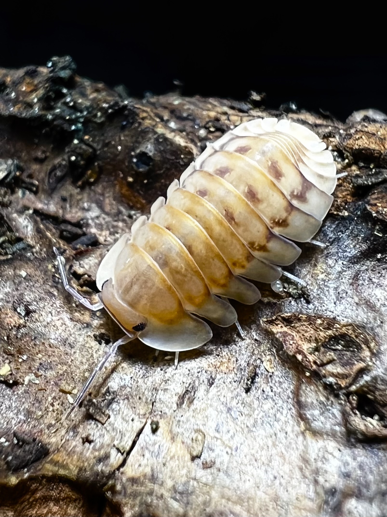 Cubaris sp. yellow tiger 5 each