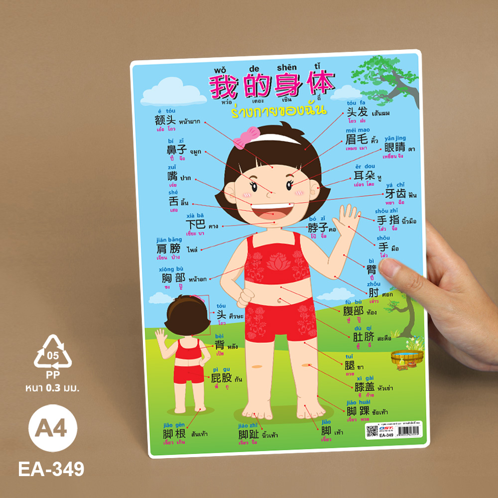 โปสเตอร์ความรู้ คำศัพท์ภาษาไทยจีนอังกฤษ ขนาด A4 EA-349 ร่างกายของฉัน เด็กผู้หญิง