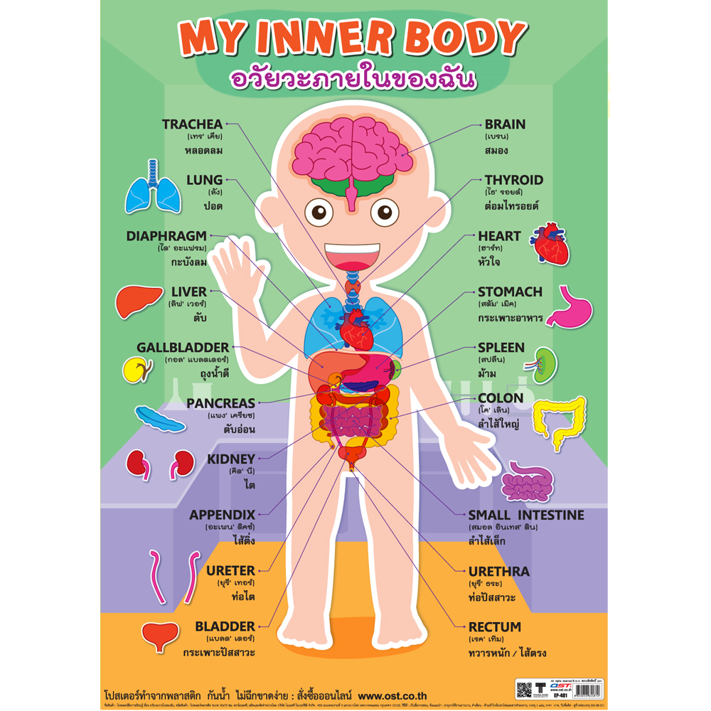 Thai-English My Inner Body Educational Posters No.481