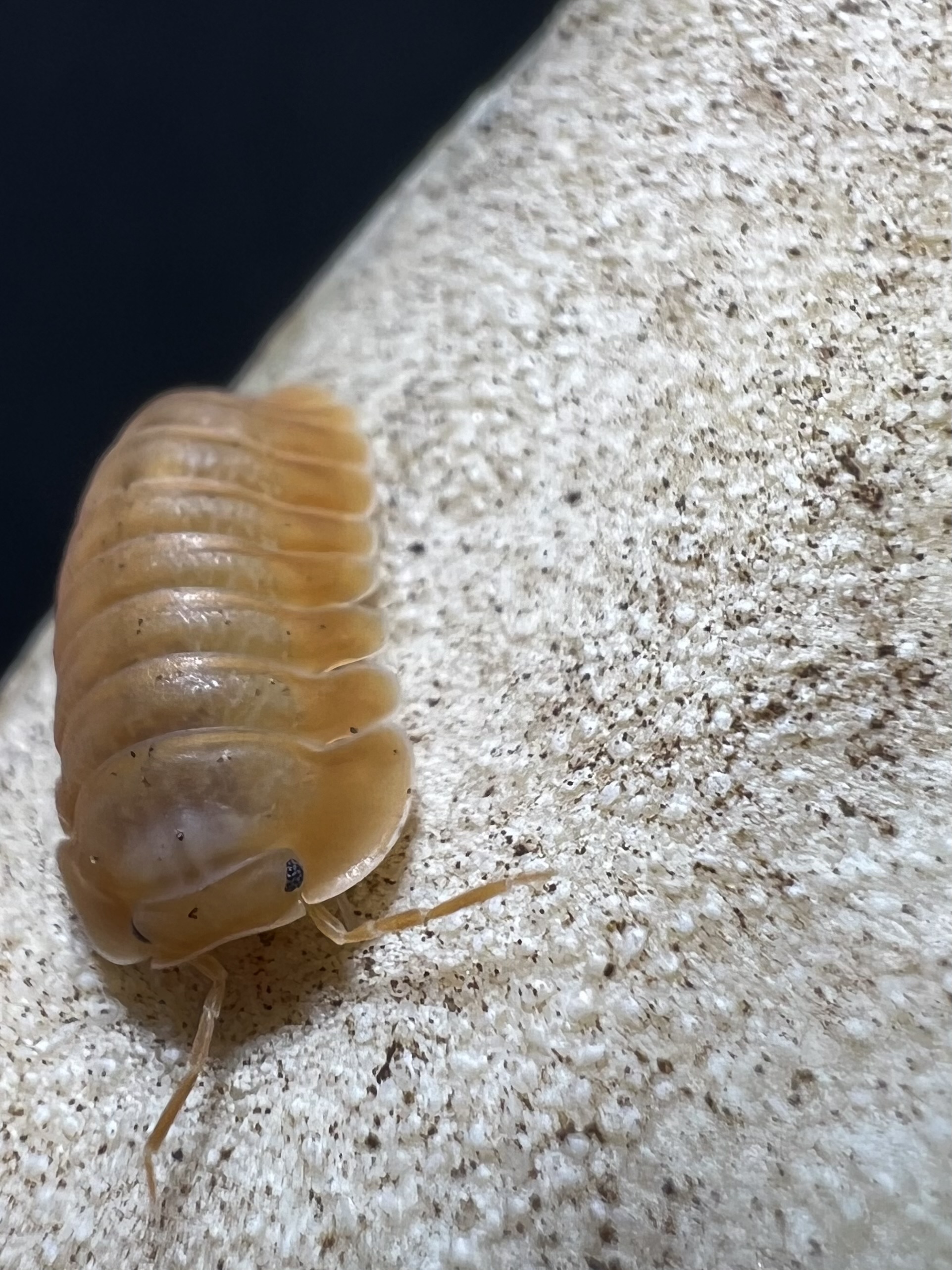 Cubaris sp. orange freezy 5 each