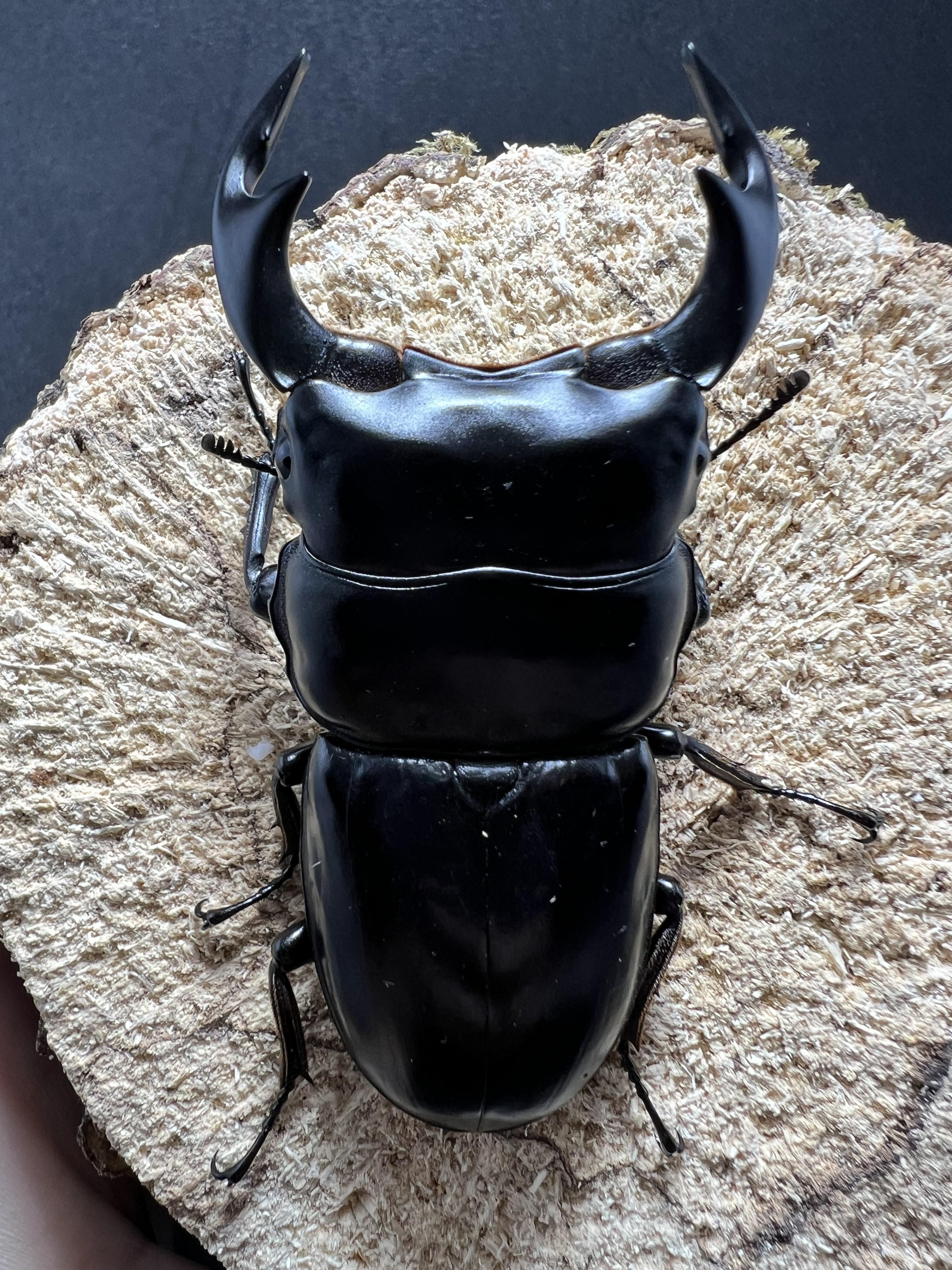 Dorcus antaeus antaeus 74x44mm.