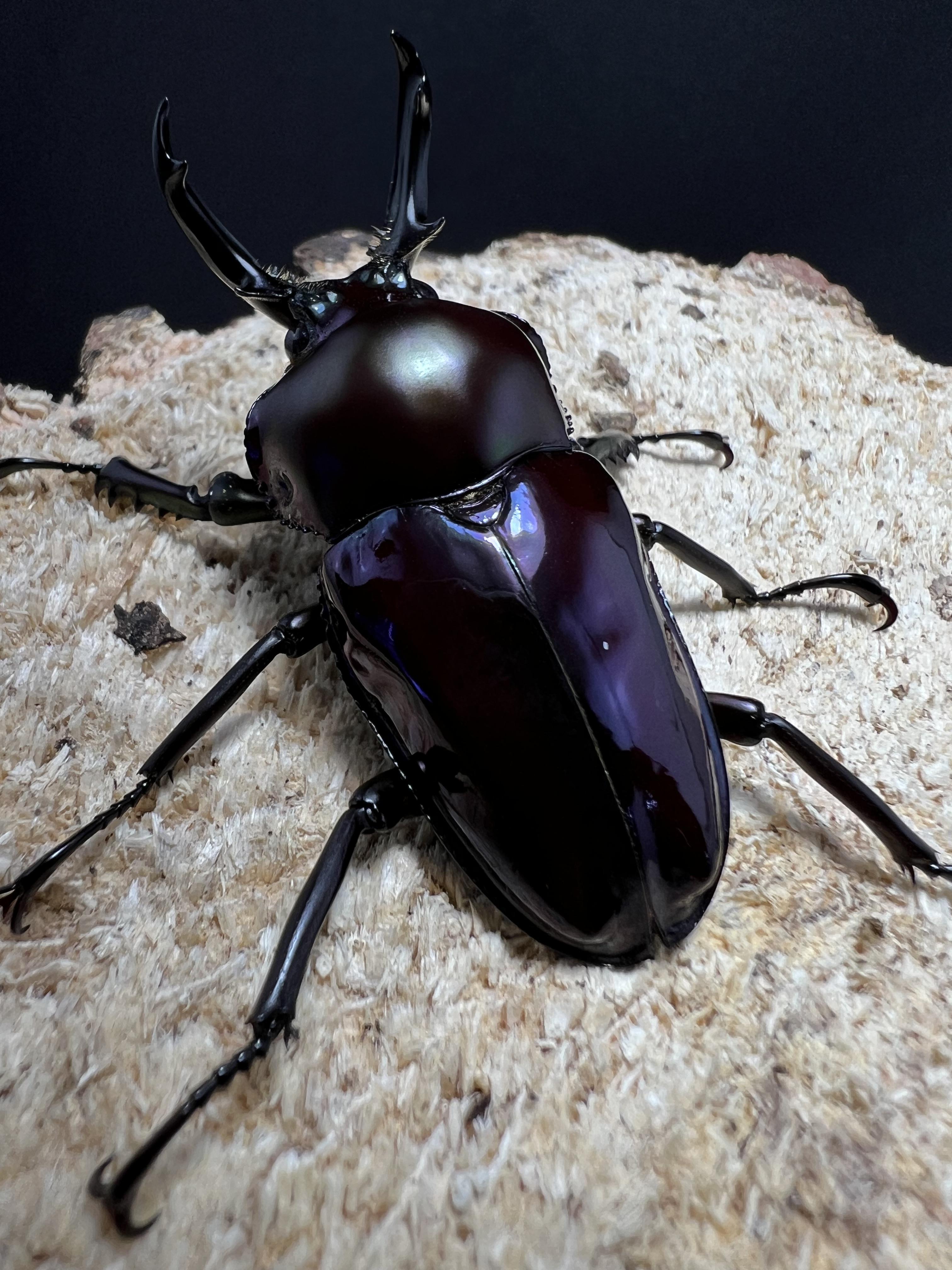 Phalacrognathus muelleri 46mm.