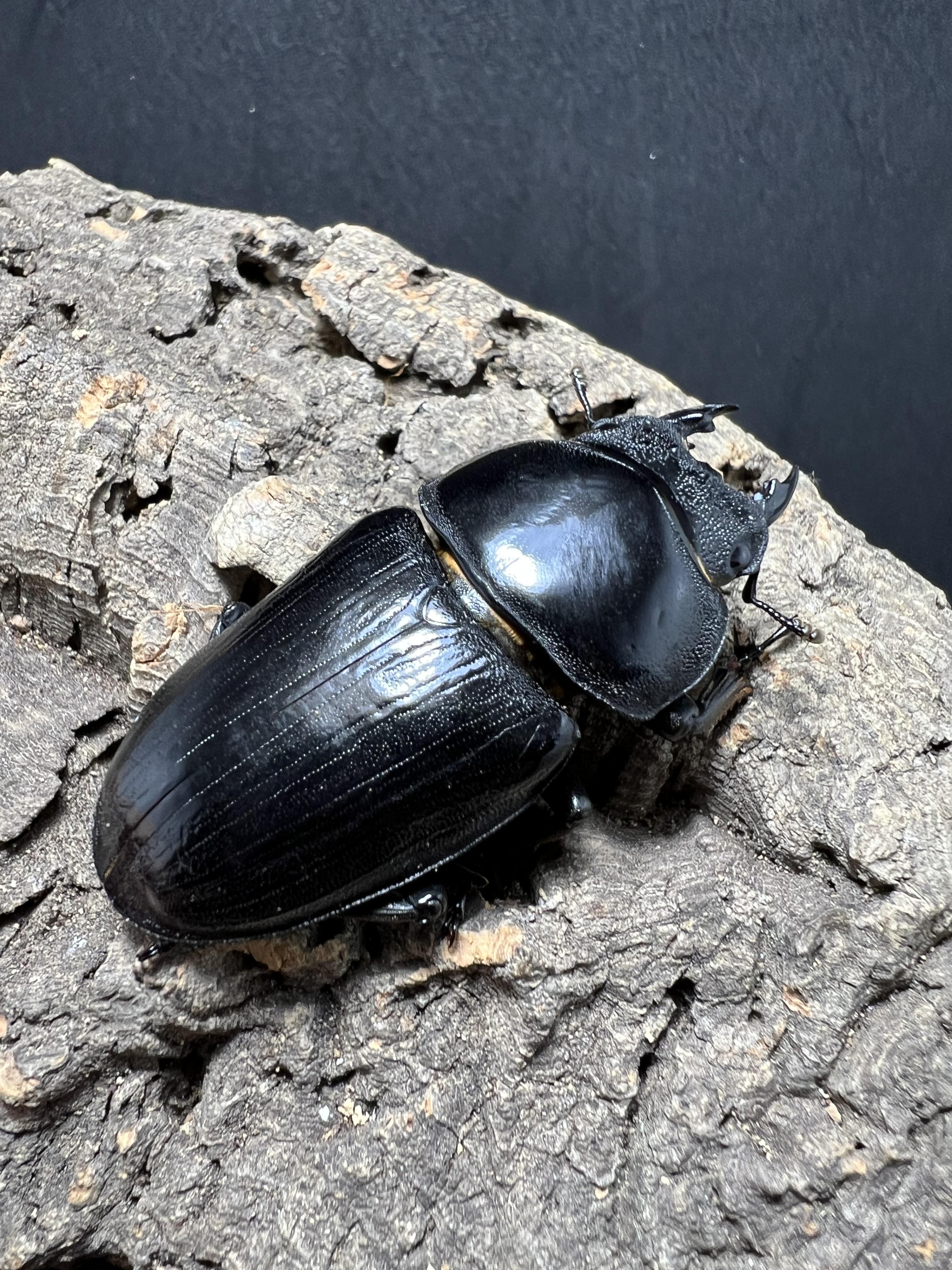 Dorcus hopei binodulosus 55mm.