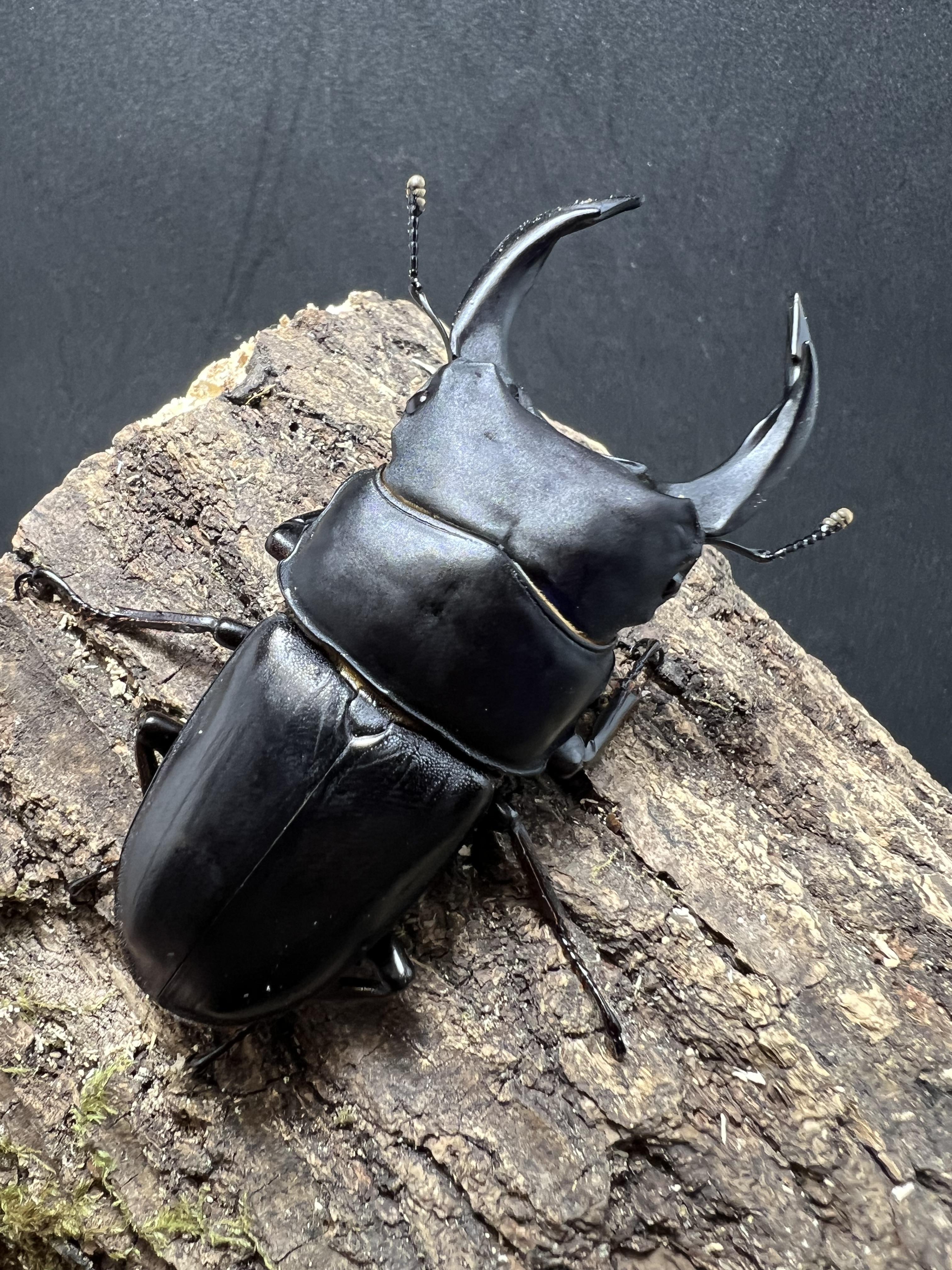 Dorcus hopei binodulosus 75mm.