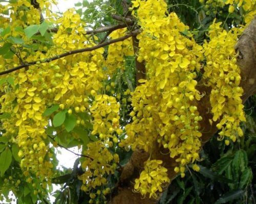 เมล็ดพันธุ์ ต้นคูณ