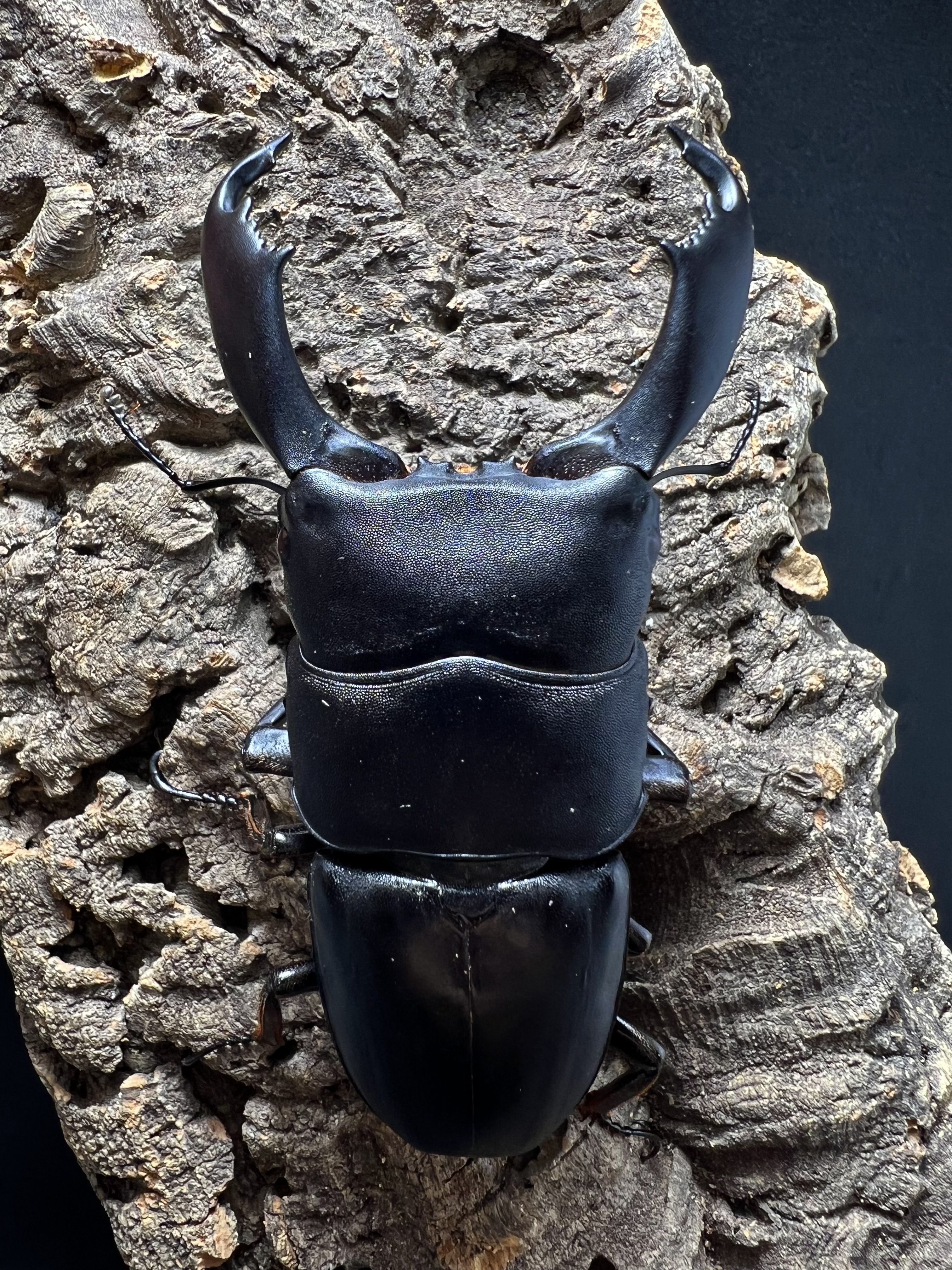 Dorcus titanus typhon 80mm.