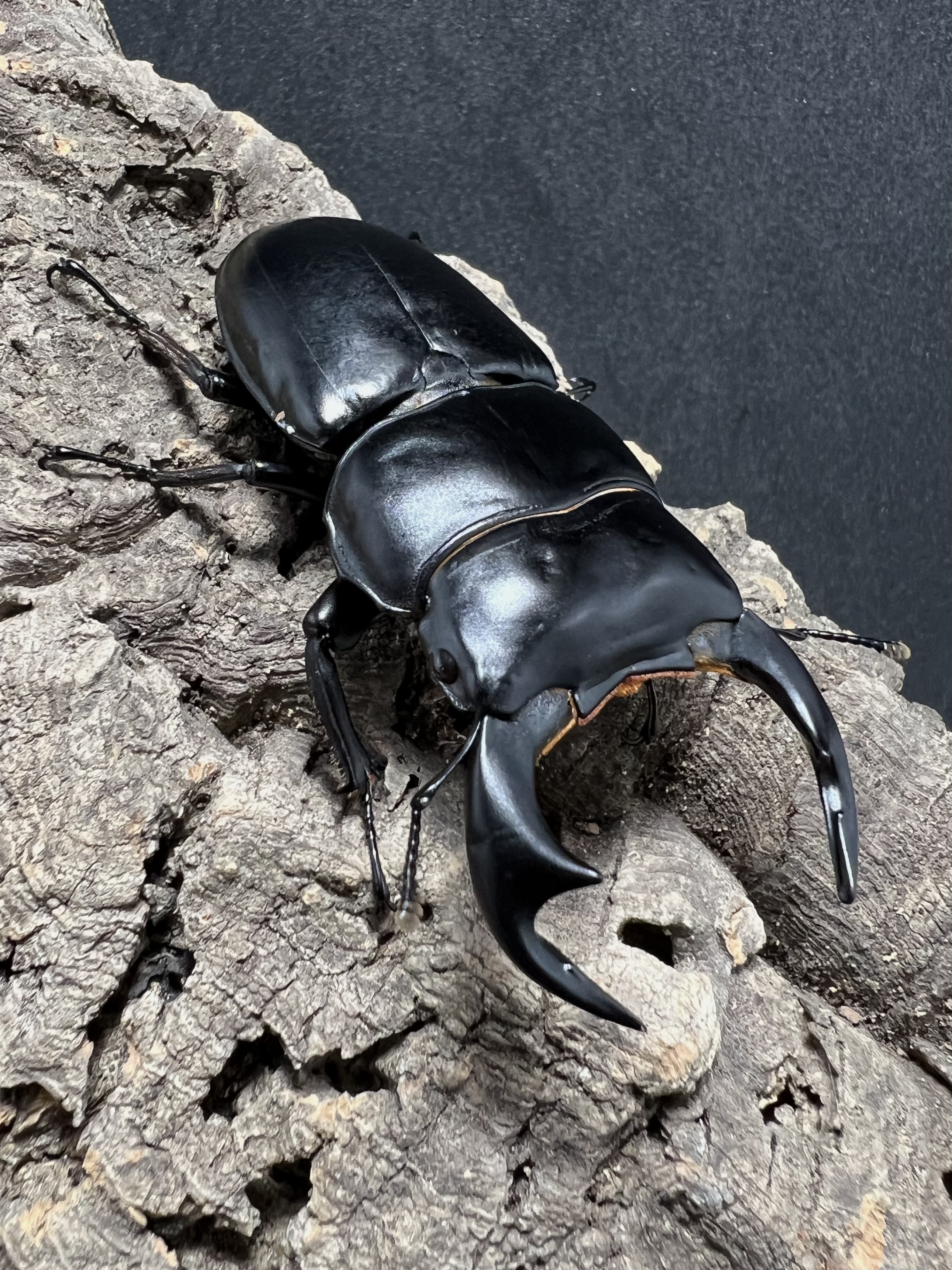 Dorcus antaeus antaeus 74mm.