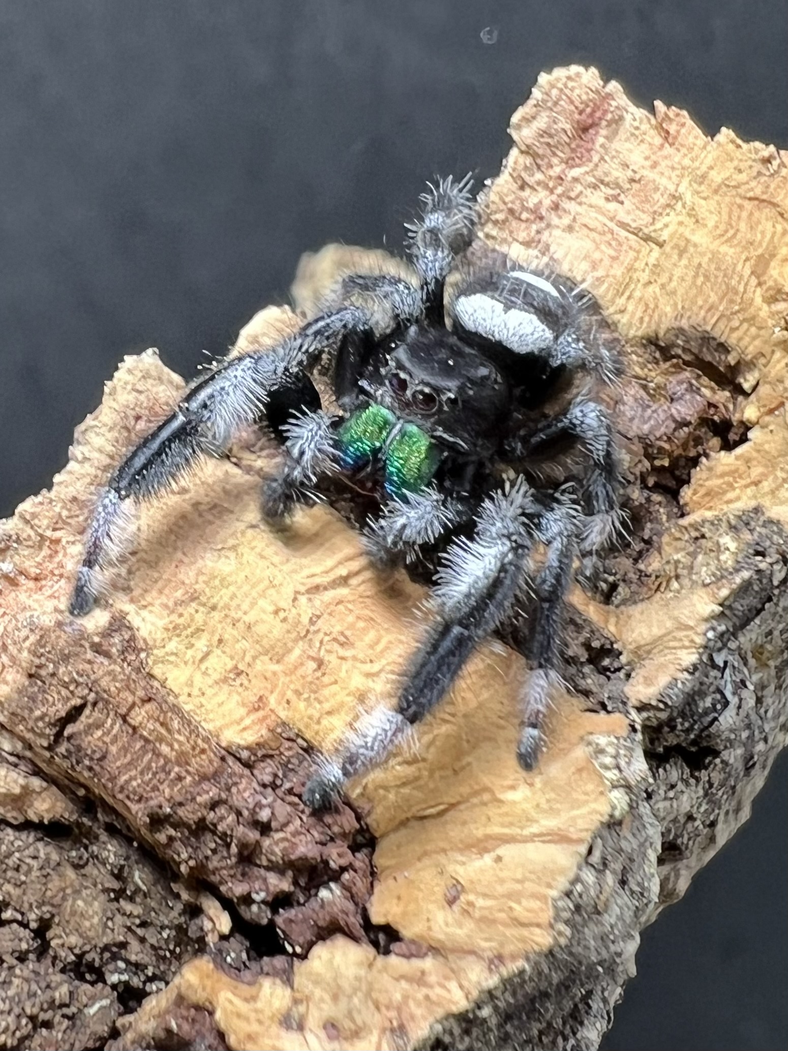Phidippus regius everglades male