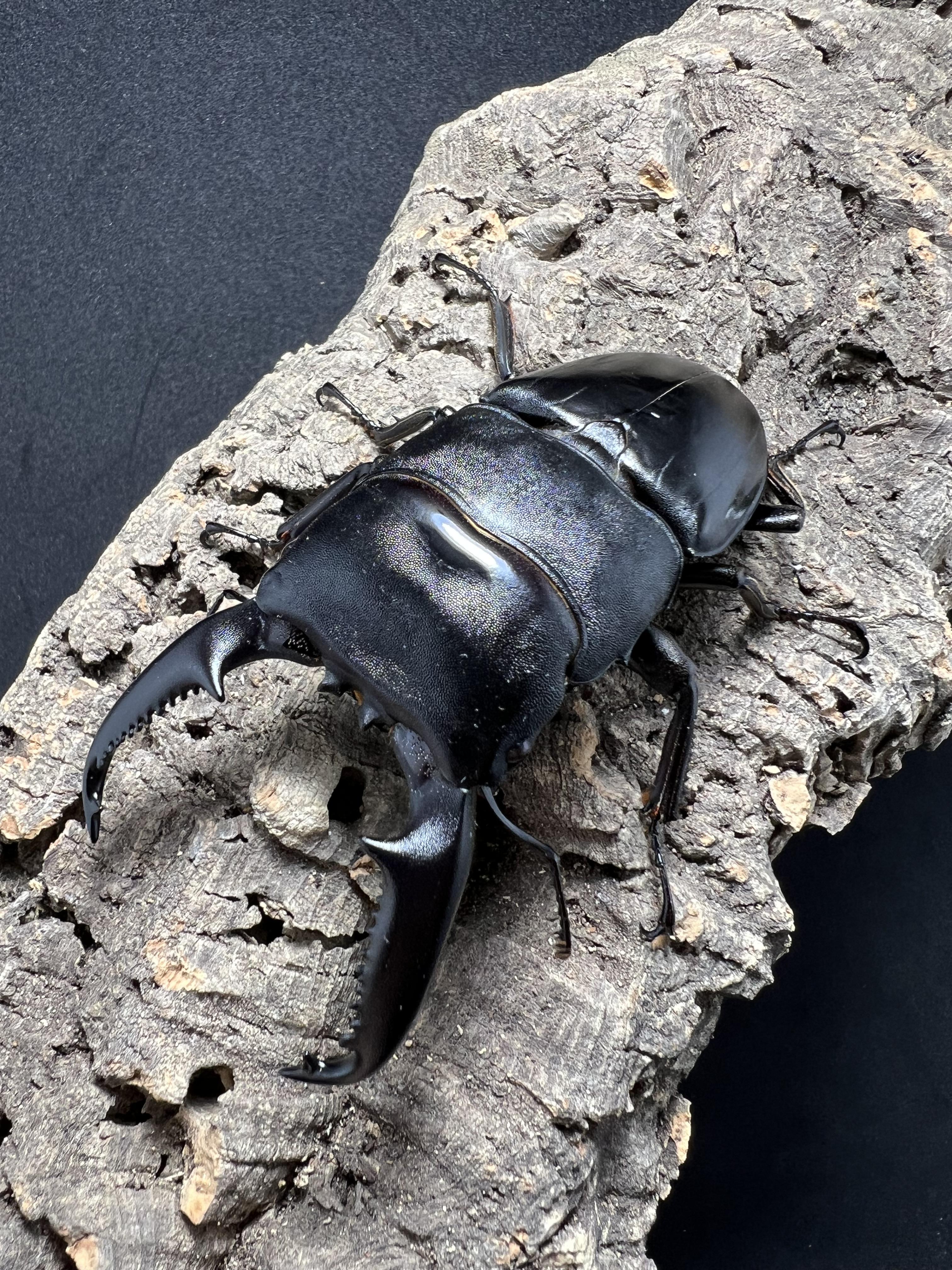 Dorcus titanus palawanicus 95mm.