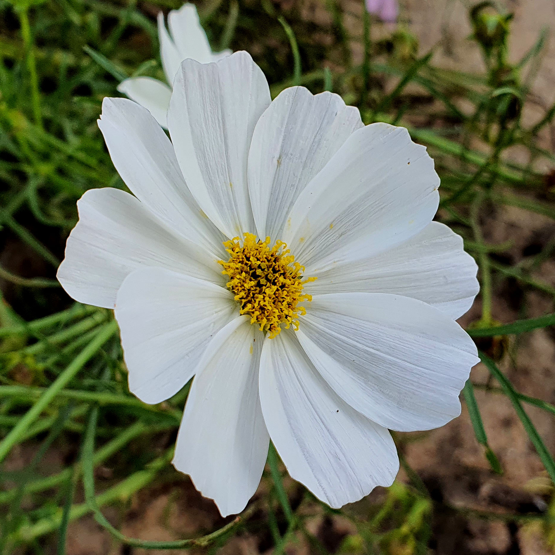 เมล็ดพันธุ์ ดอกดาวกระจายฝรั่งต้นเตี้ย (Sulfur Cosmos) 150 เมล็ด ปลูกง่าย ปลูกได้ทั่วไทย โตไวคละสี สูง 30 ซม
