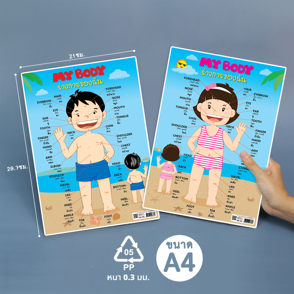โปสเตอร์ความรู้ ร่างกายของฉัน My Body ขนาดA4 EA-336 EA-337