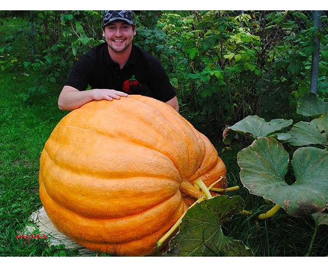 เมล็ดฟักทองยักษ์ พันธุ์ Atlantic Giant