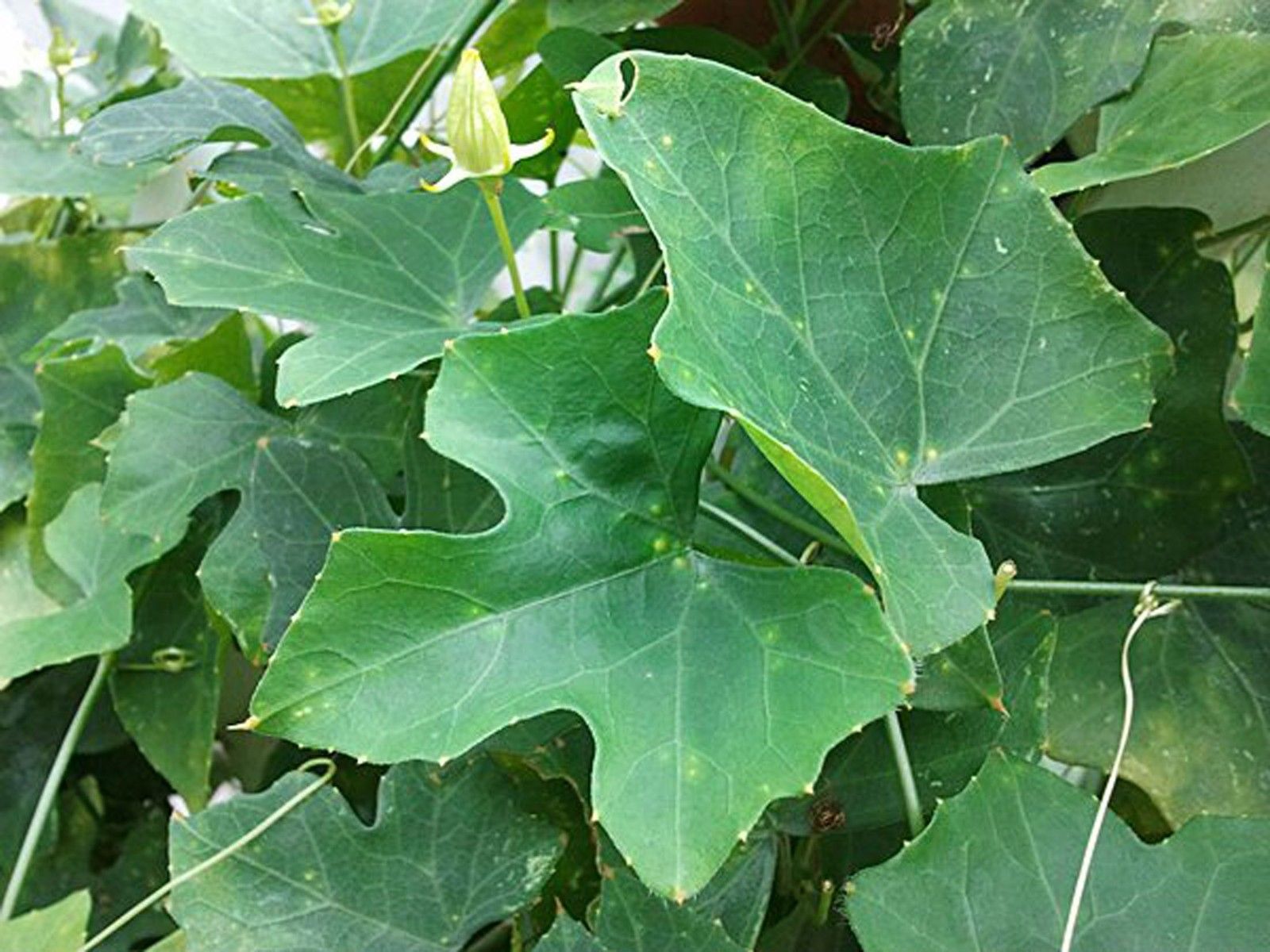เมล็ดพันธุ์ตำลึง