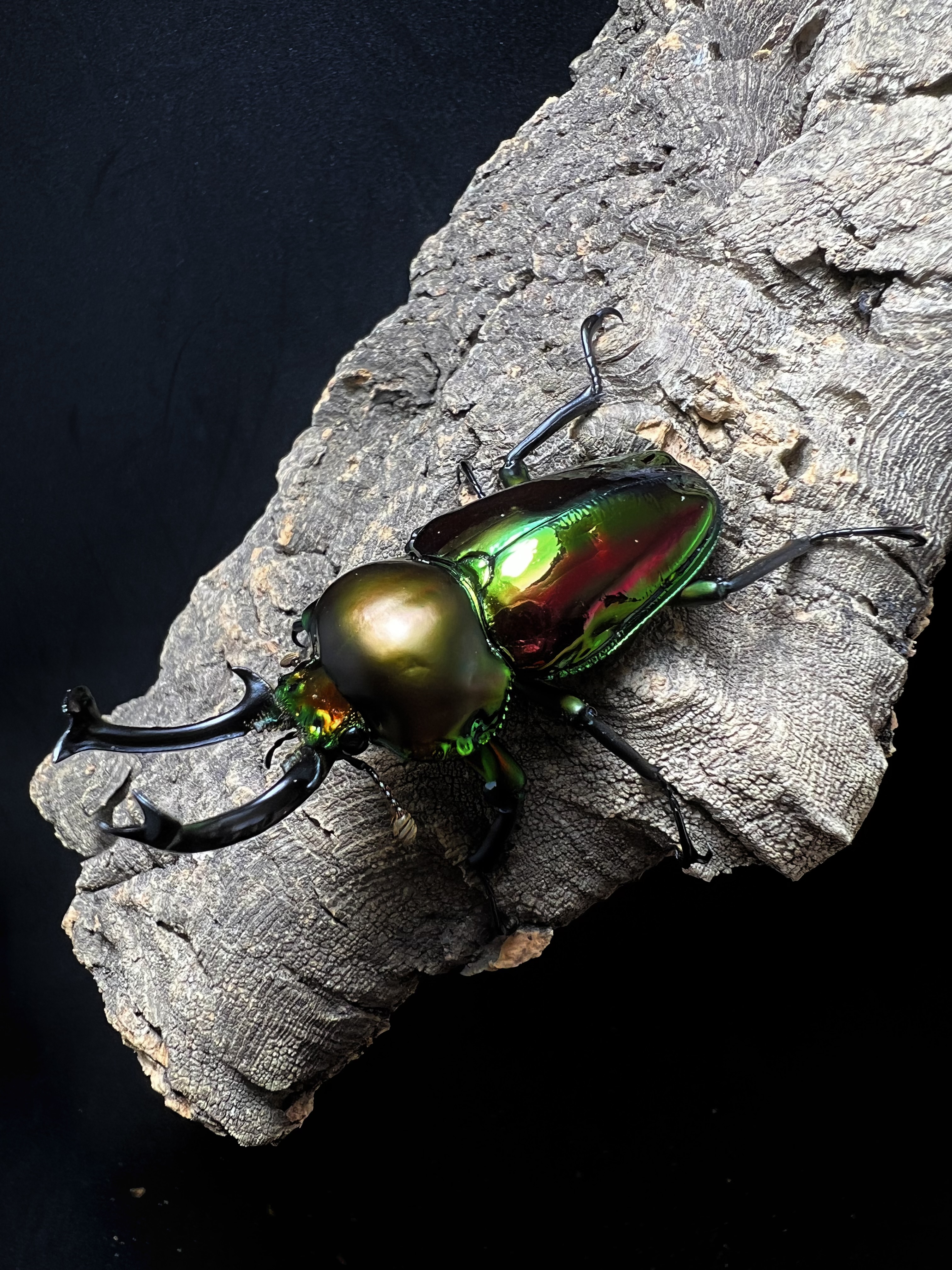 Phalacrognathus muelleri 56mm. Pair