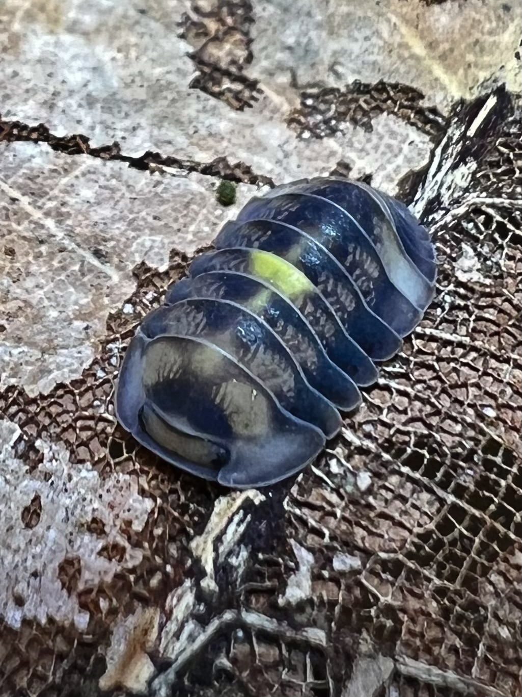 Cubaris sp. amber firefly ‘Dcf’ 5 each